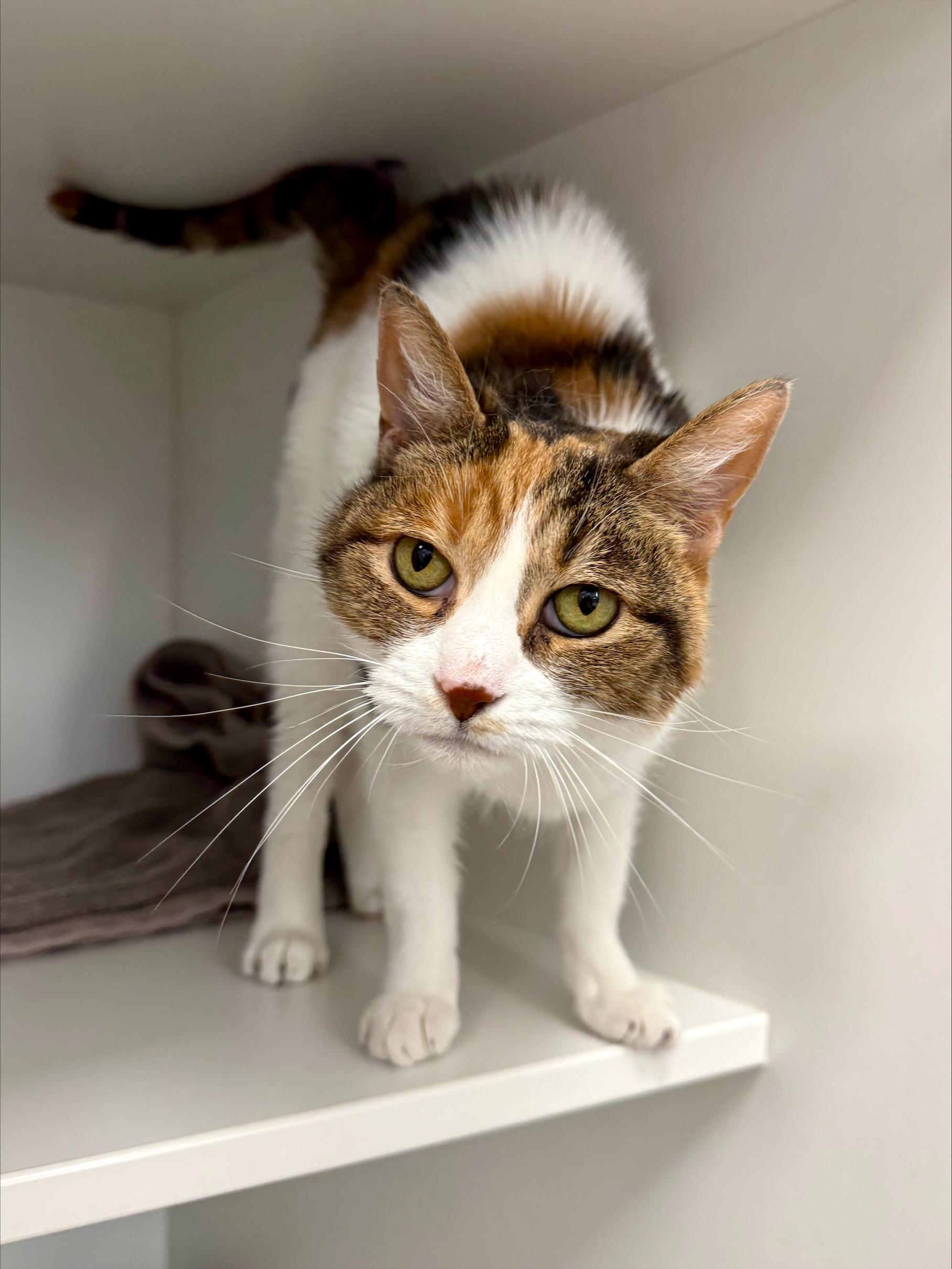 Capri, Adoptable, Adult Female Domestic Short Hair.