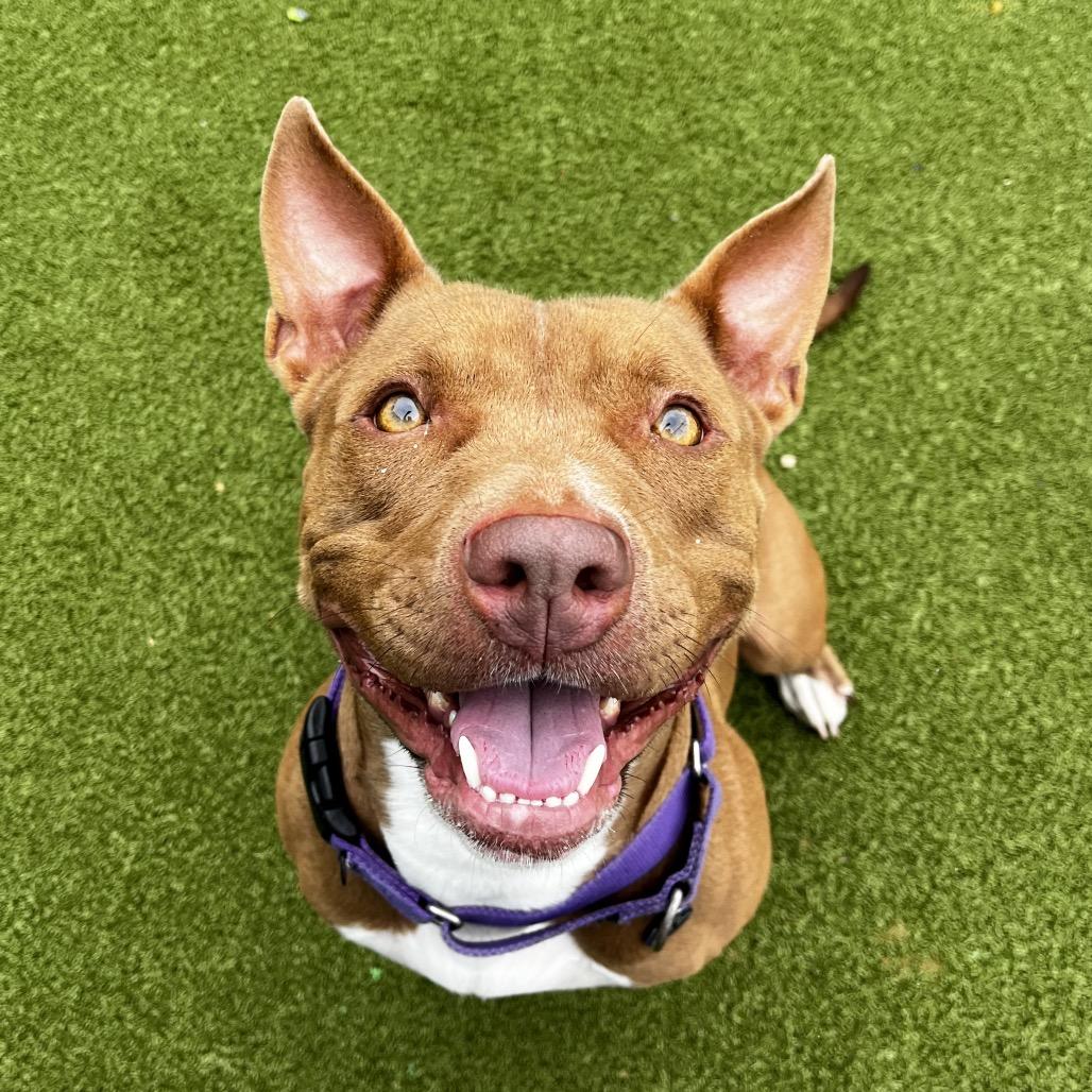 Maggie, Adoptable, Adult Female English Bulldog.