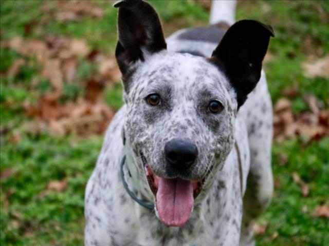 Enlarge SAMMY, a Adoptable mixed breed in Cookeville, TN image 1/1