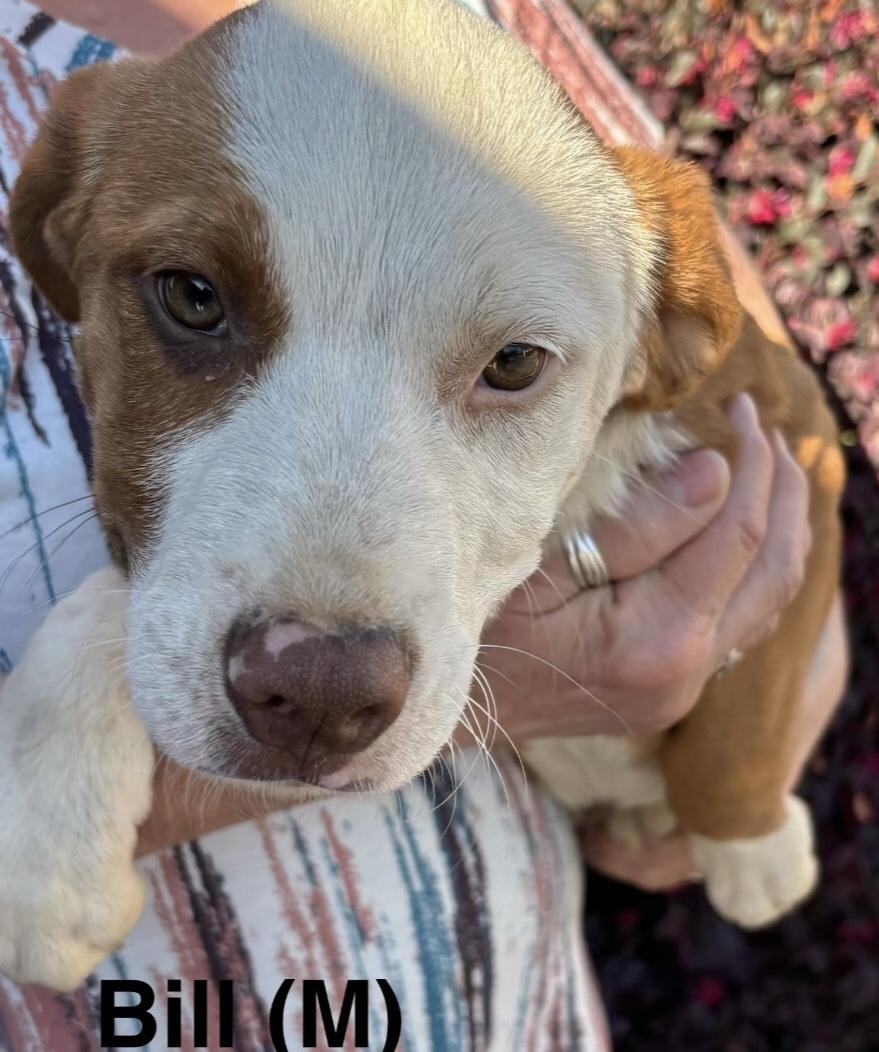 Bill, Adoptable, Puppy Male Hound.