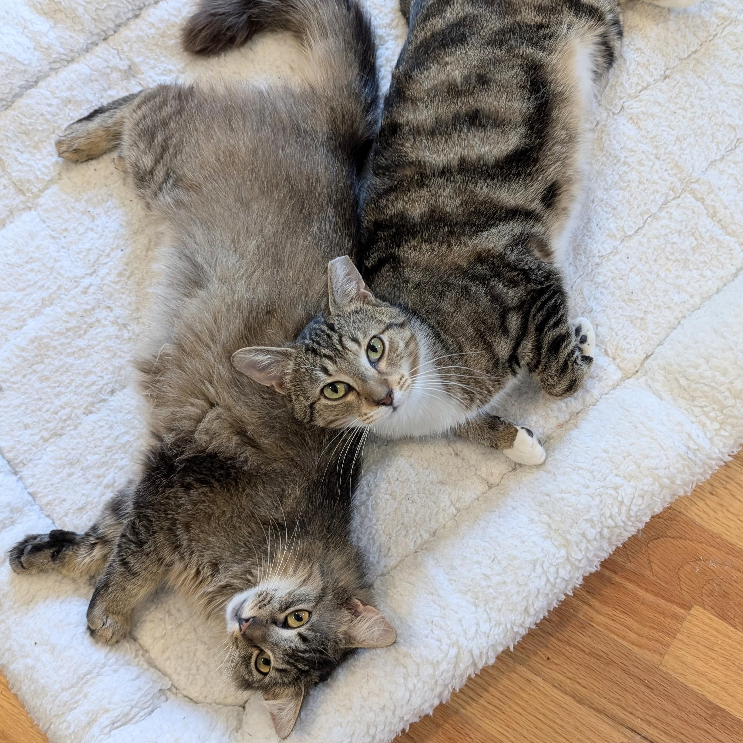 Enlarge Cocoa Chanel, a ADOPTABLE mixed breed in Wilmington, NC image 3/6