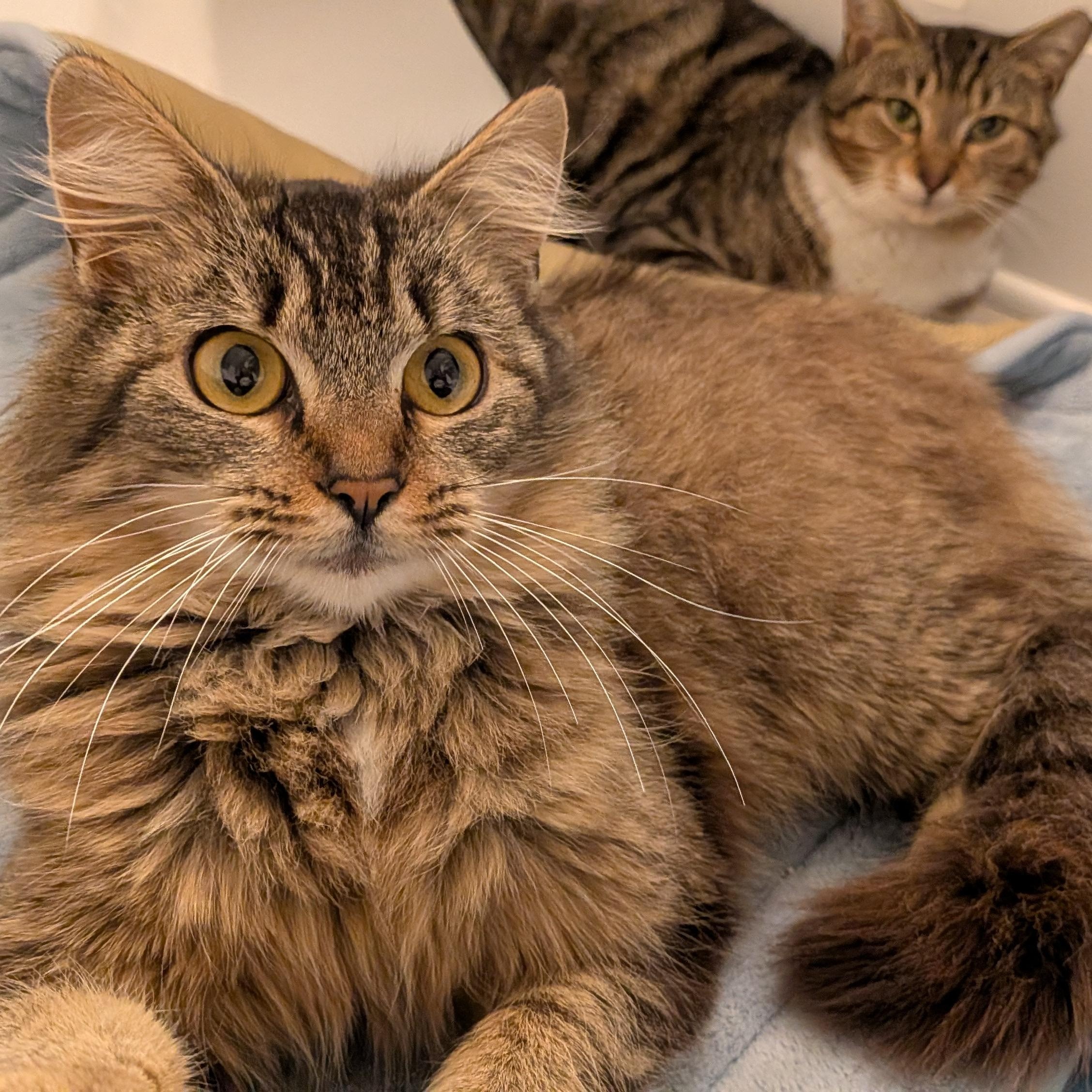 Enlarge Cocoa Chanel, a ADOPTABLE mixed breed in Wilmington, NC image 2/6