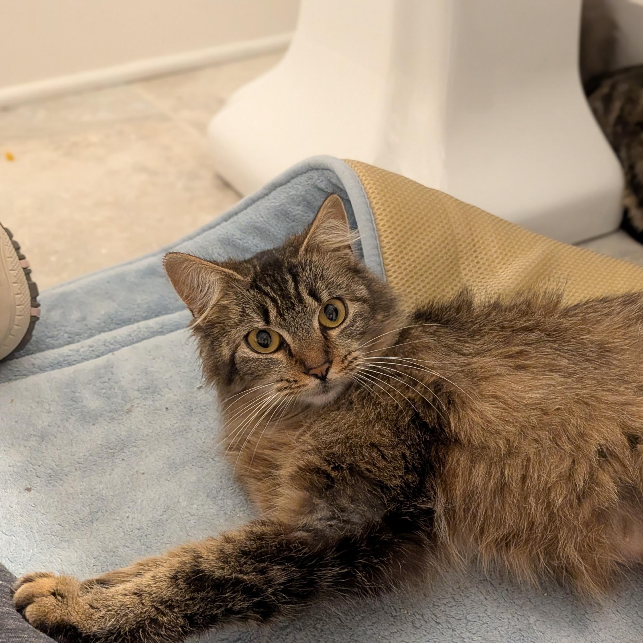 Enlarge Cocoa Chanel, a ADOPTABLE mixed breed in Wilmington, NC image 5/6