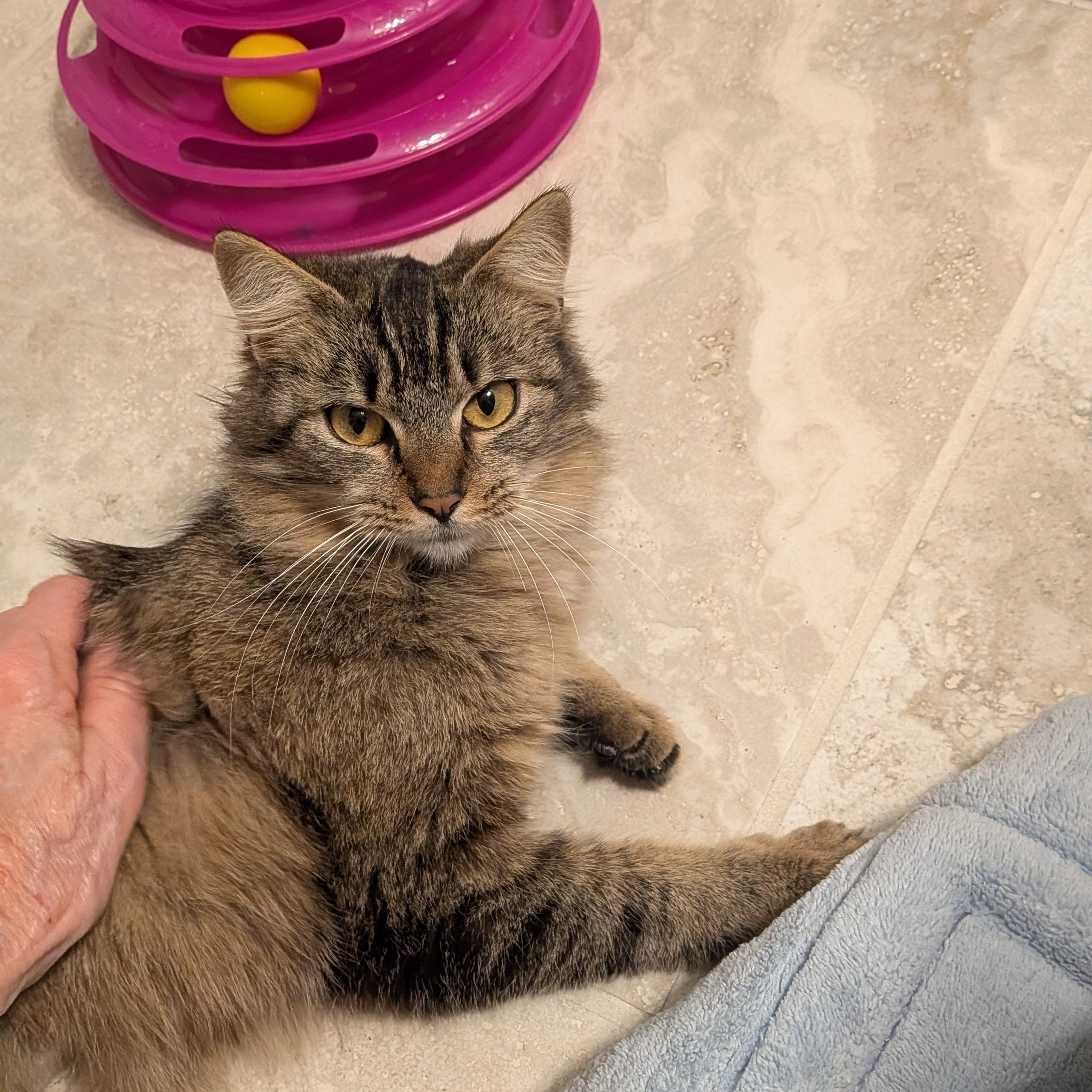 Enlarge Cocoa Chanel, a ADOPTABLE mixed breed in Wilmington, NC image 4/6