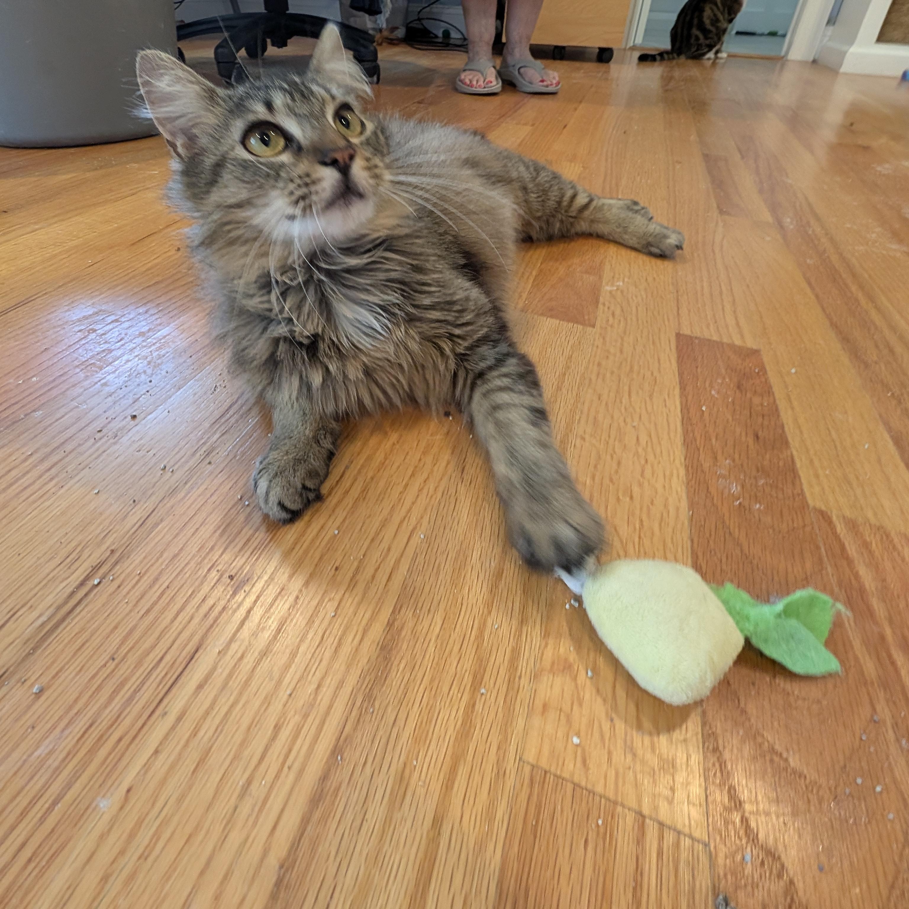 Cocoa Chanel, ADOPTABLE, Kitten Female Domestic Long Hair.