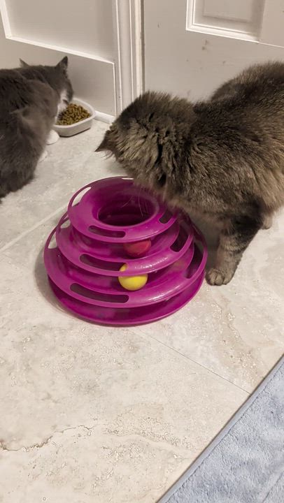 Enlarge Cocoa Chanel, a ADOPTABLE mixed breed in Wilmington, NC video 6/6