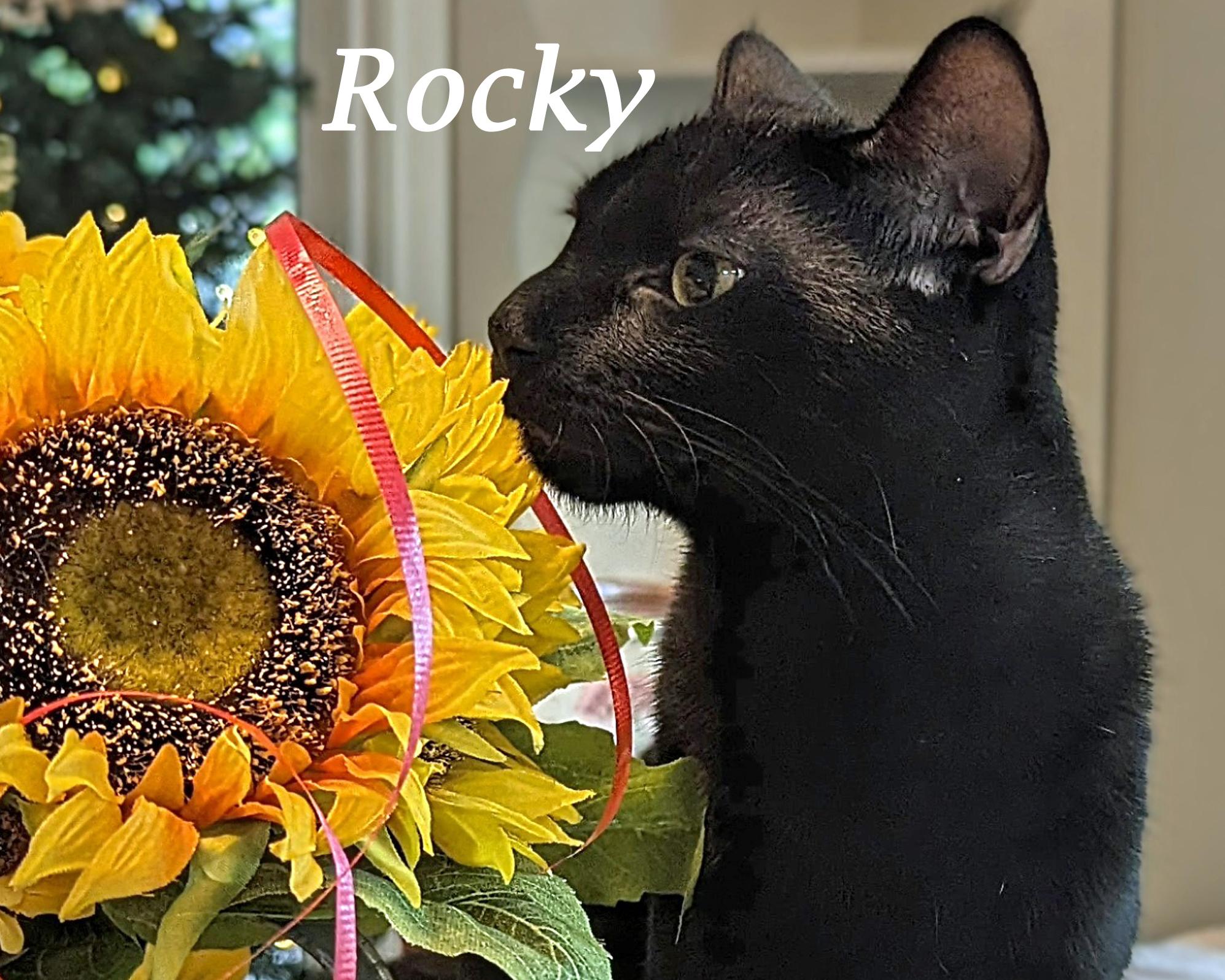 Enlarge ROCKY, a Adoptable mixed breed in Monrovia, CA image 5/5