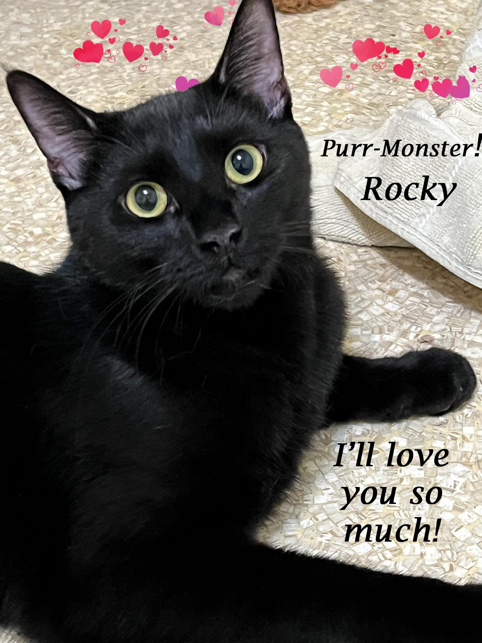 Enlarge ROCKY, a Adoptable mixed breed in Monrovia, CA image 3/5