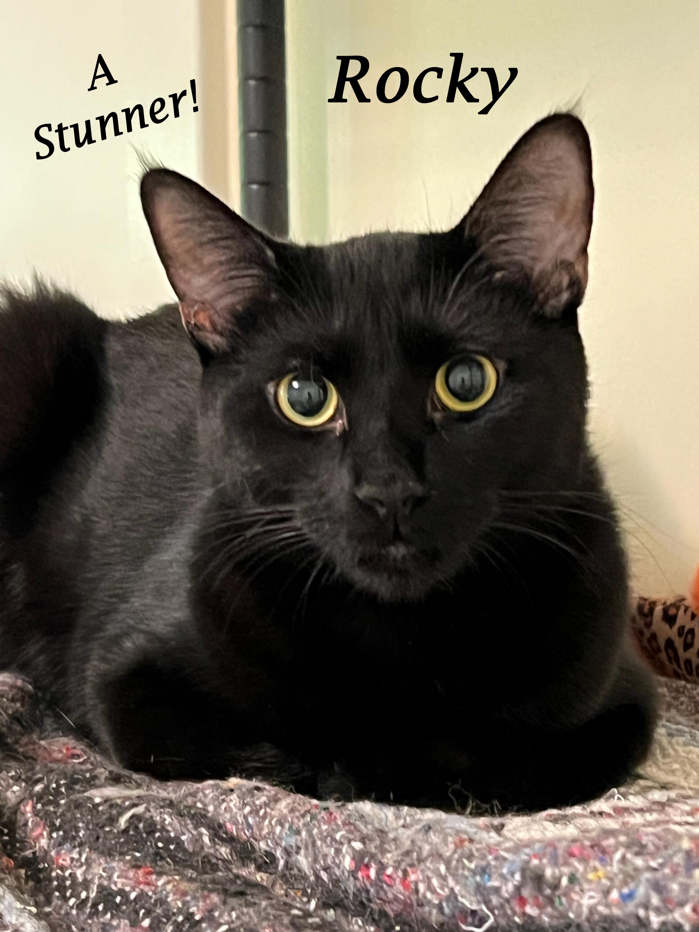 Enlarge ROCKY, a Adoptable mixed breed in Monrovia, CA image 2/5