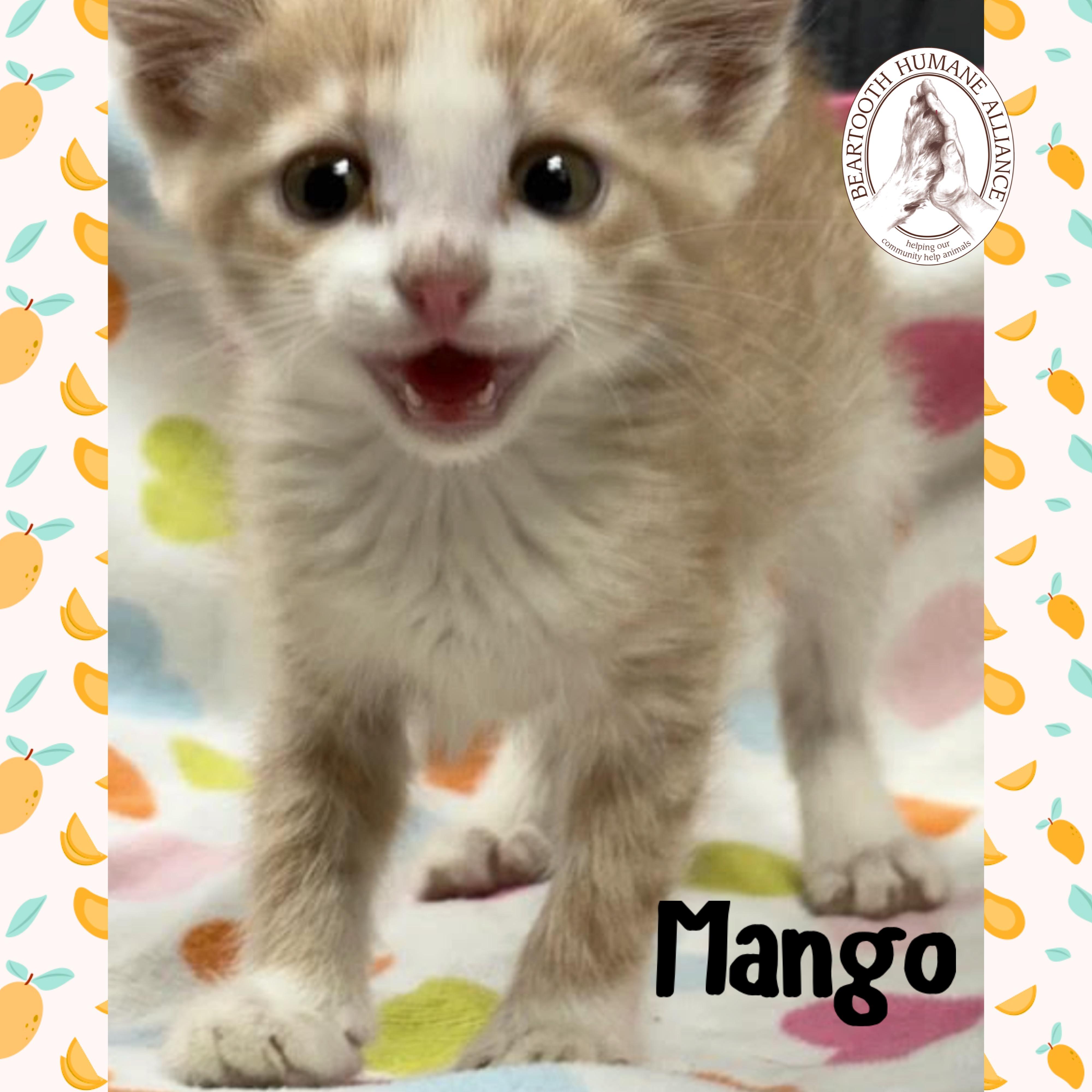 Mango, an adoptable Domestic Medium Hair in Red Lodge, MT, 59068 | Photo Image 1