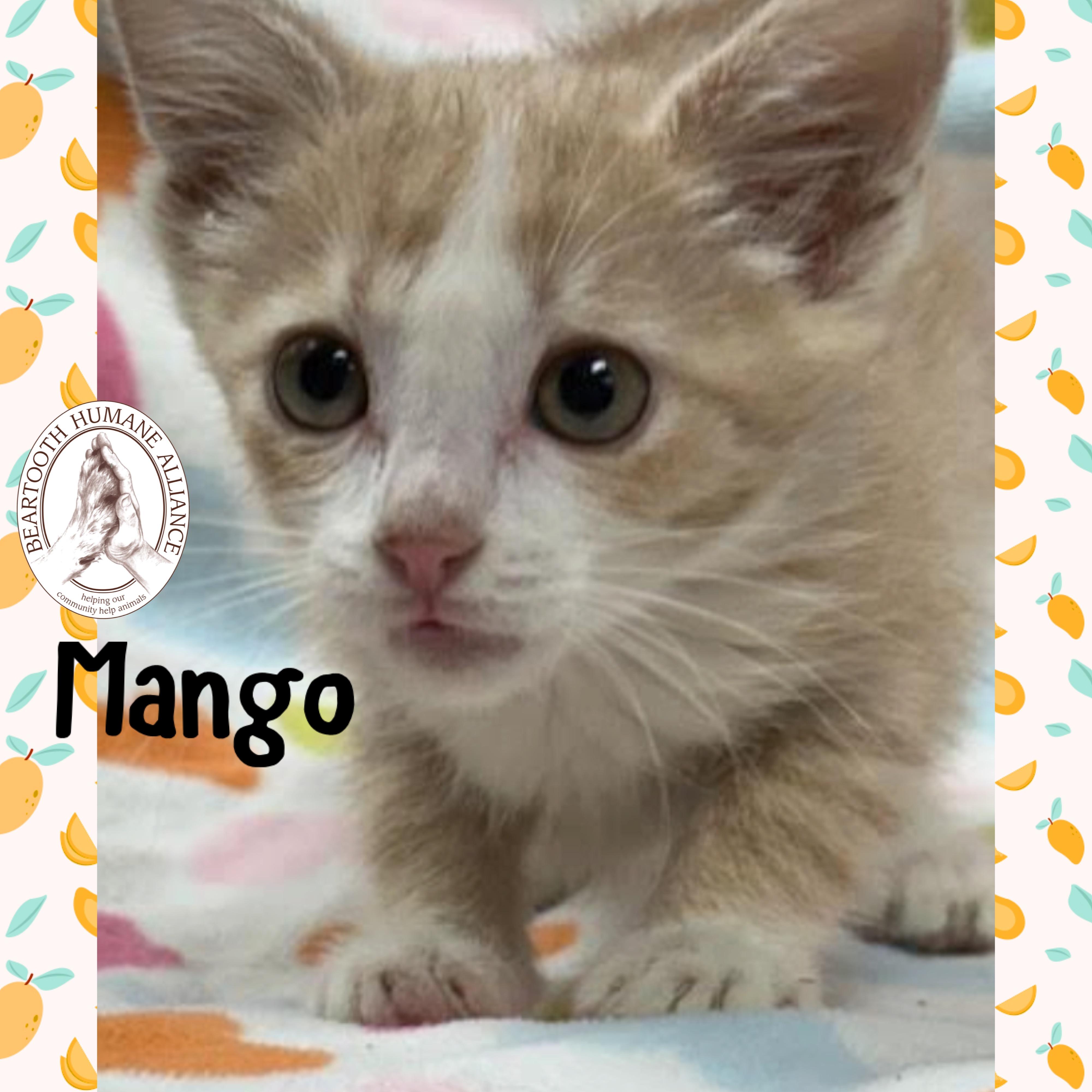 Mango, an adoptable Domestic Medium Hair in Red Lodge, MT, 59068 | Photo Image 3