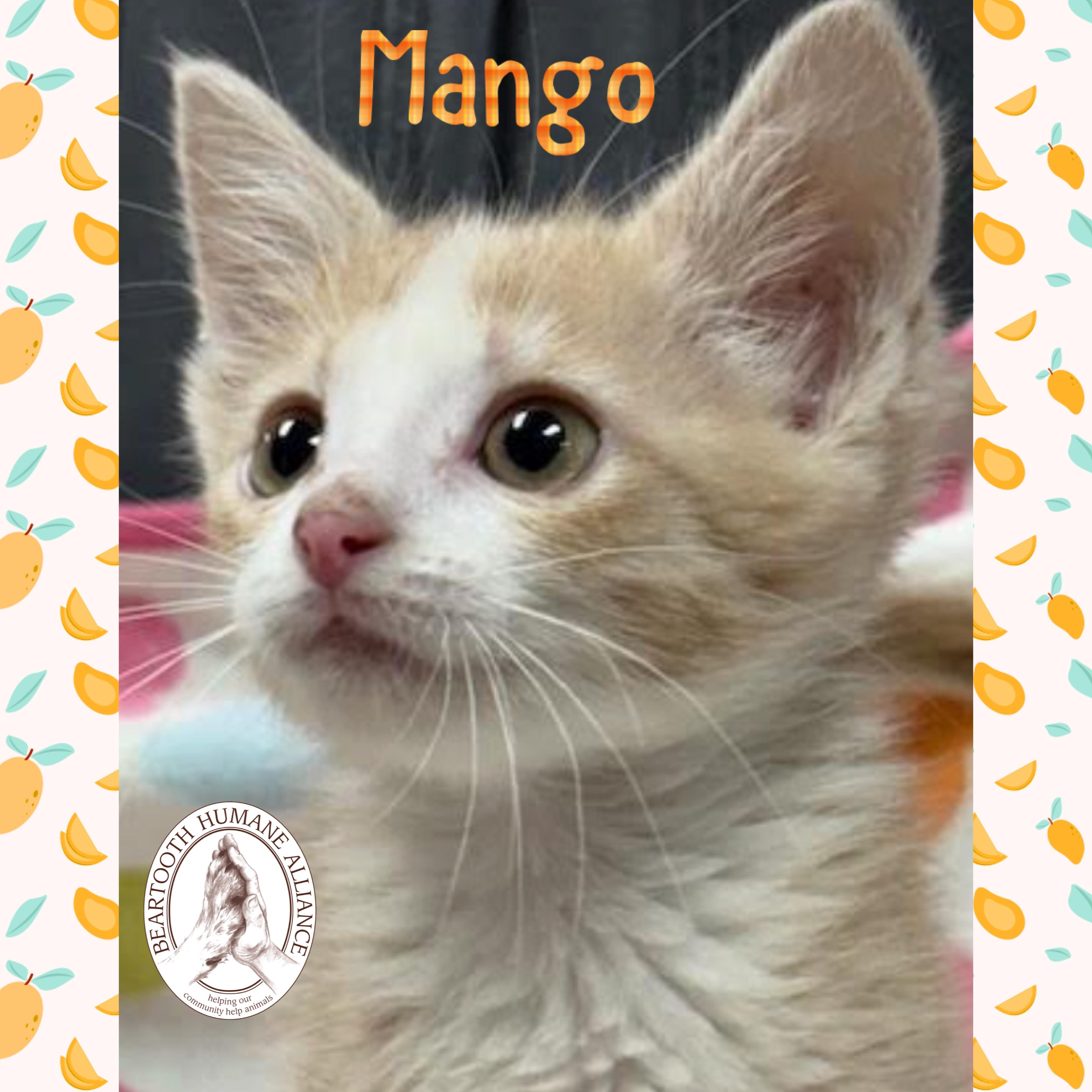 Mango, an adoptable Domestic Medium Hair in Red Lodge, MT, 59068 | Photo Image 2