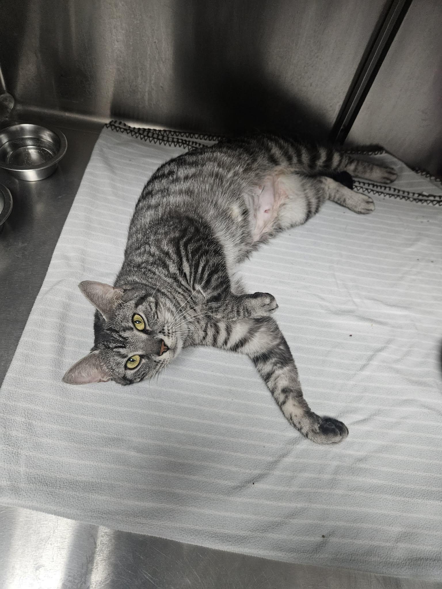 Delphine, a ADOPTABLE Domestic Short Hair in Saint-Hyacinthe, QC image 3/3