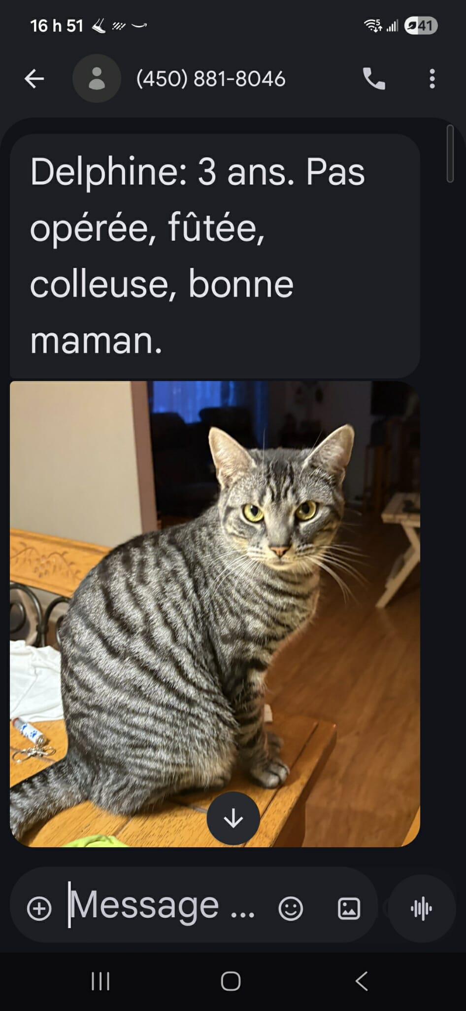 Delphine, a ADOPTABLE Domestic Short Hair in Saint-Hyacinthe, QC image 2/3