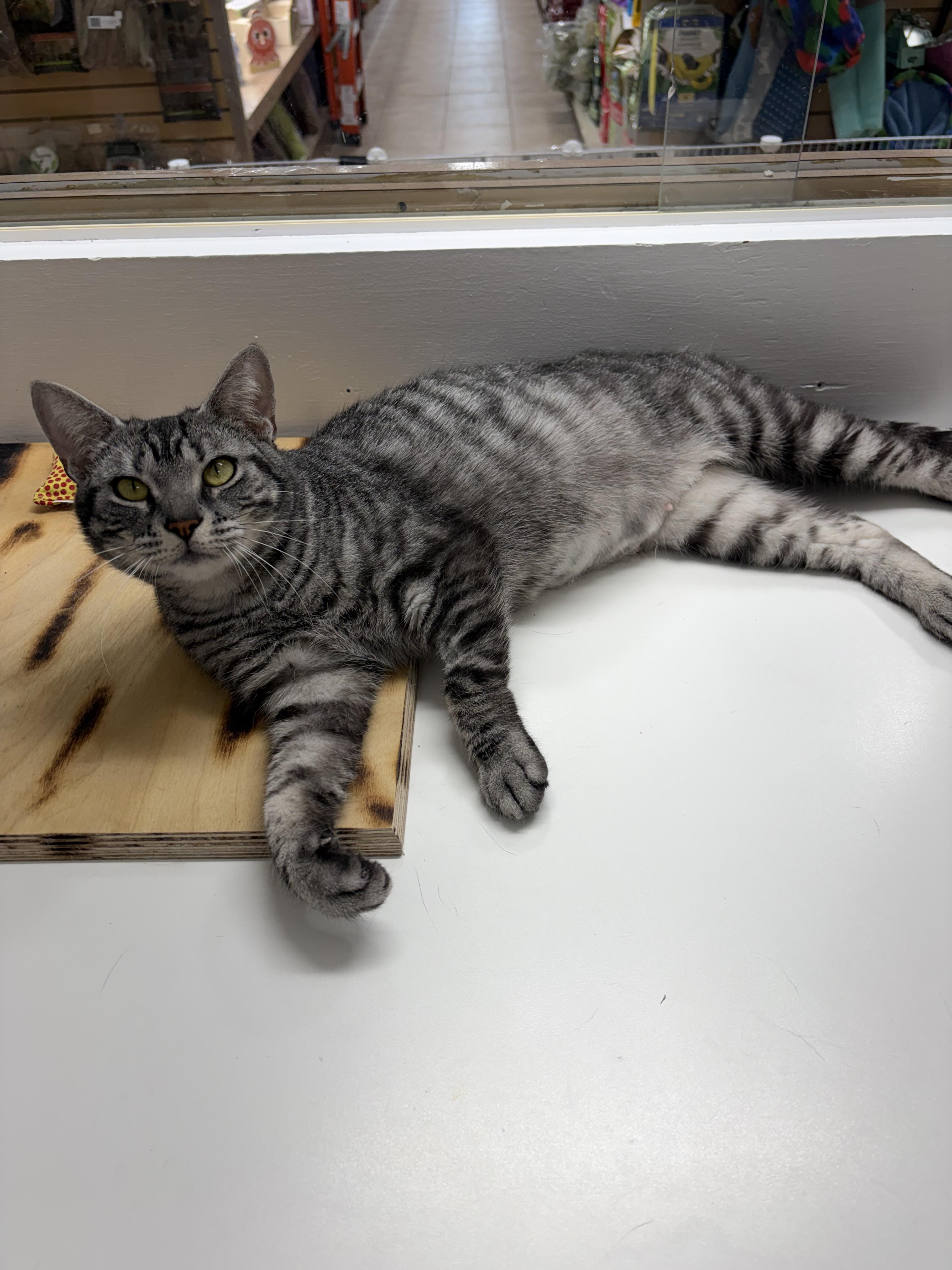 Delphine, ADOPTABLE, Adult Female Domestic Short Hair.