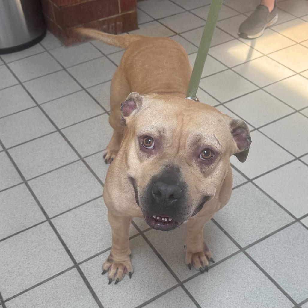 Enlarge Knucklehead, a Adoptable mixed breed in Kansas City, KS image 2/2