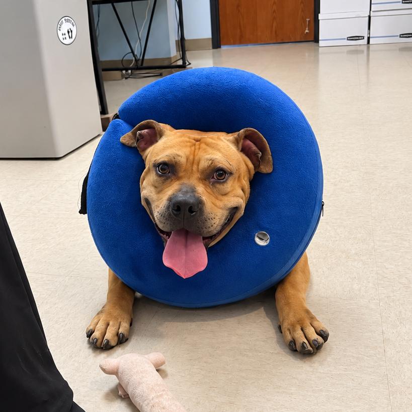 Knucklehead, Adoptable, Adult Male American Staffordshire Terrier.