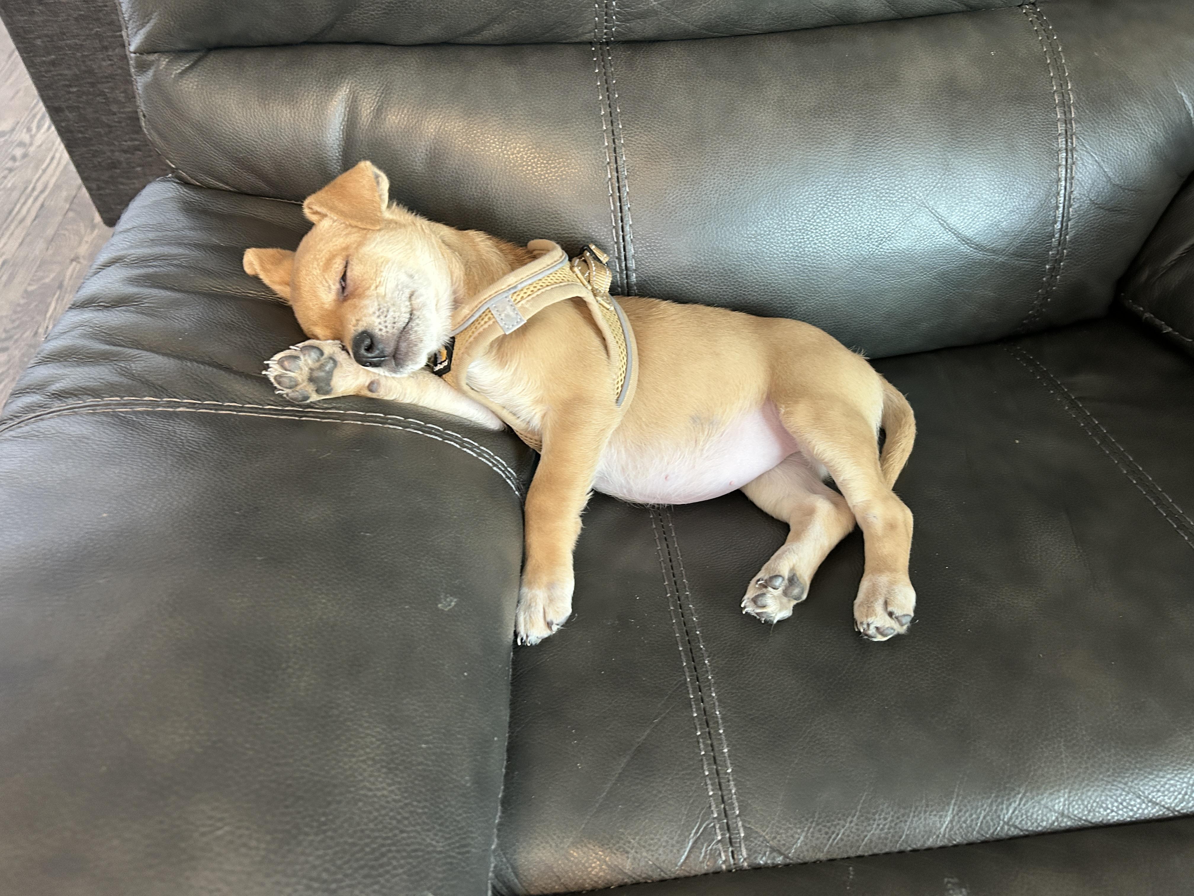 Enlarge Tara, an adopted mixed breed in Simsbury, CT image 3/3