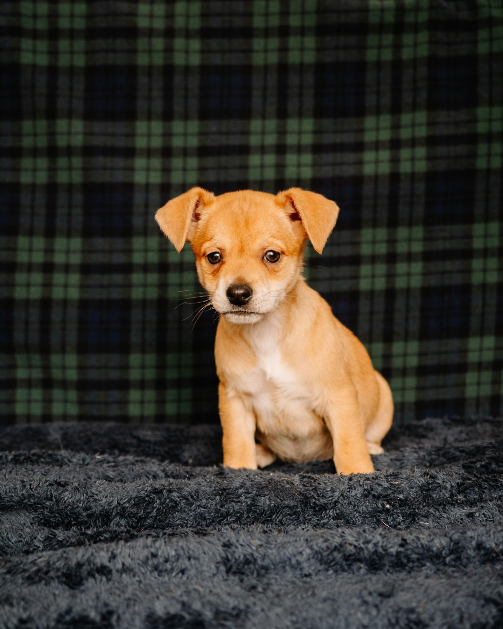 Enlarge Tara, a ADOPTABLE mixed breed in Simsbury, CT image 1/1