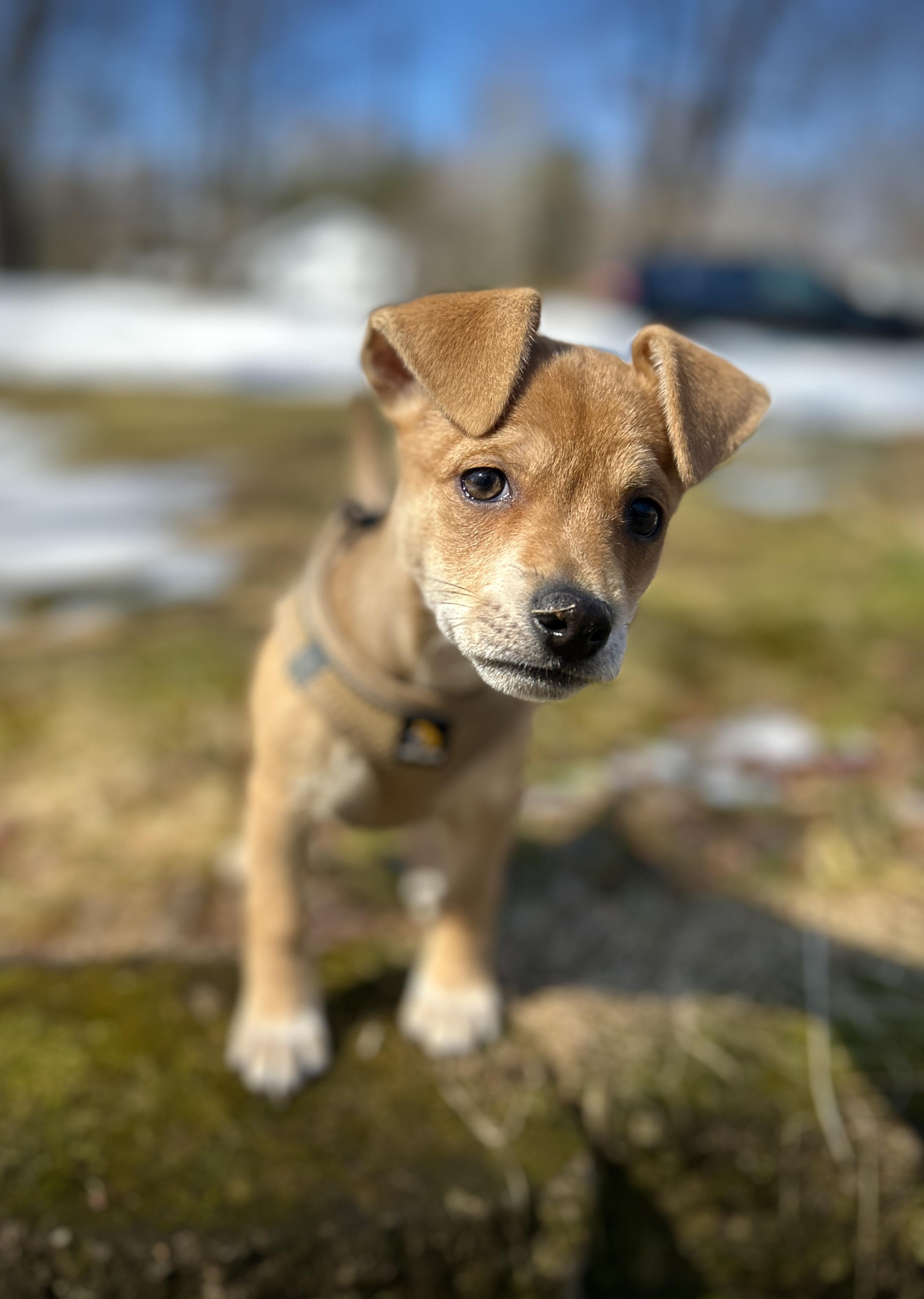 Tara, adopted, Puppy Female Chihuahua & Terrier.