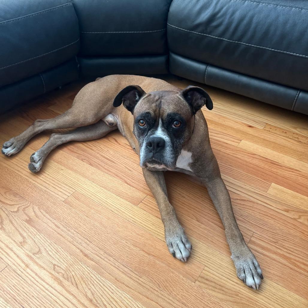 Enlarge Miles, a Adoptable Boxer in McMinnville, OR image 1/5
