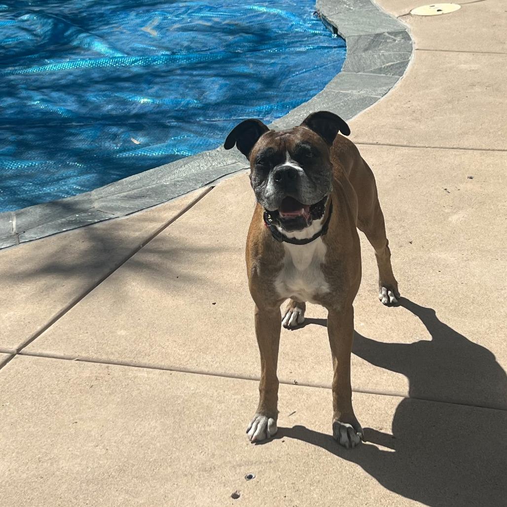 Enlarge Miles, a Adoptable Boxer in McMinnville, OR image 2/5