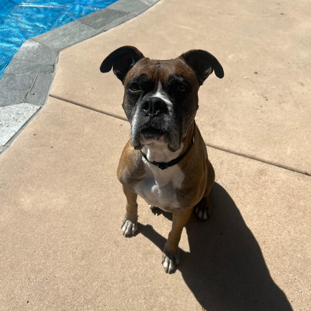 Enlarge Miles, a Adoptable Boxer in McMinnville, OR image 3/5