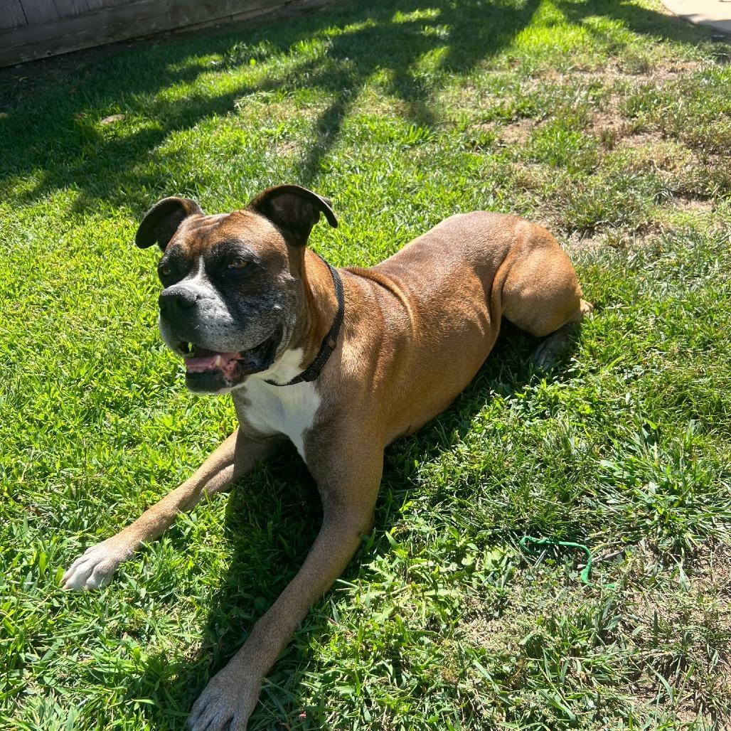 Enlarge Miles, a Adoptable Boxer in McMinnville, OR image 4/5