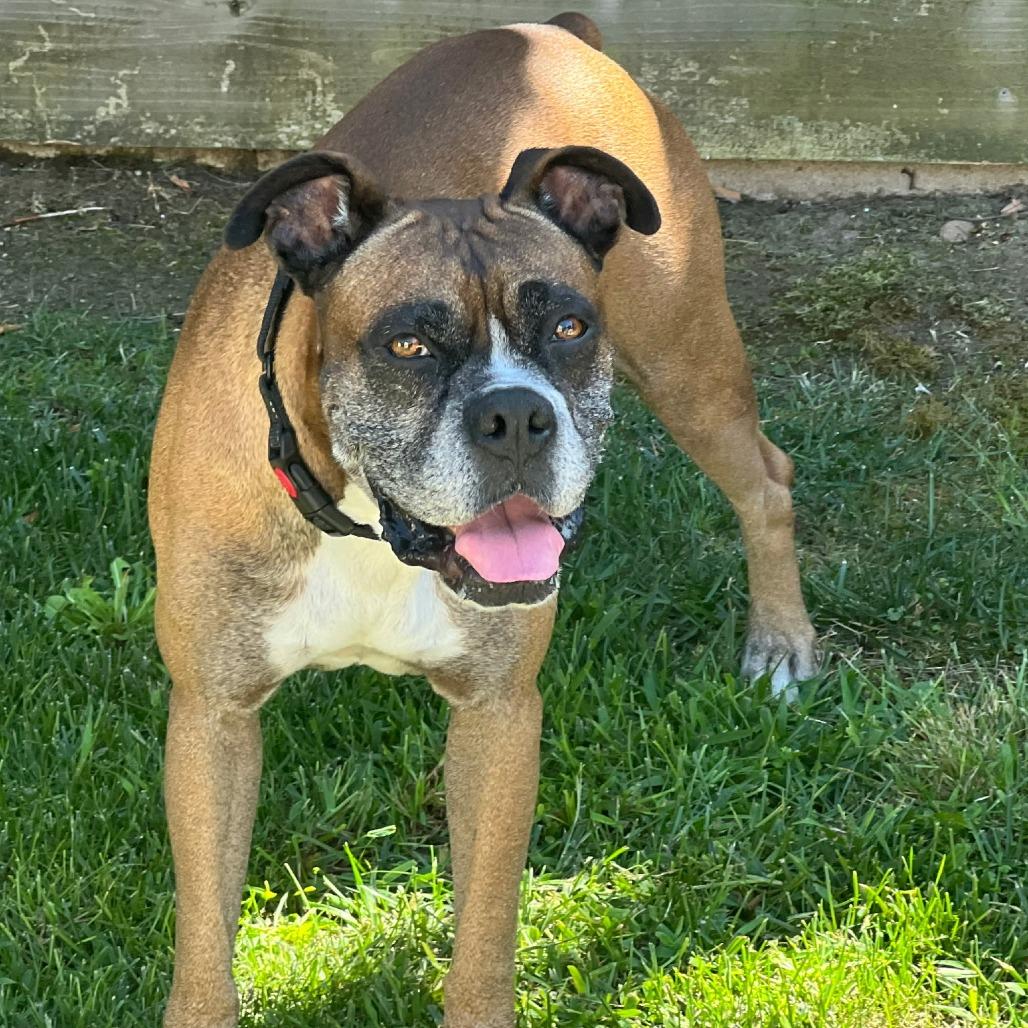 Enlarge Miles, a Adoptable Boxer in McMinnville, OR image 5/5