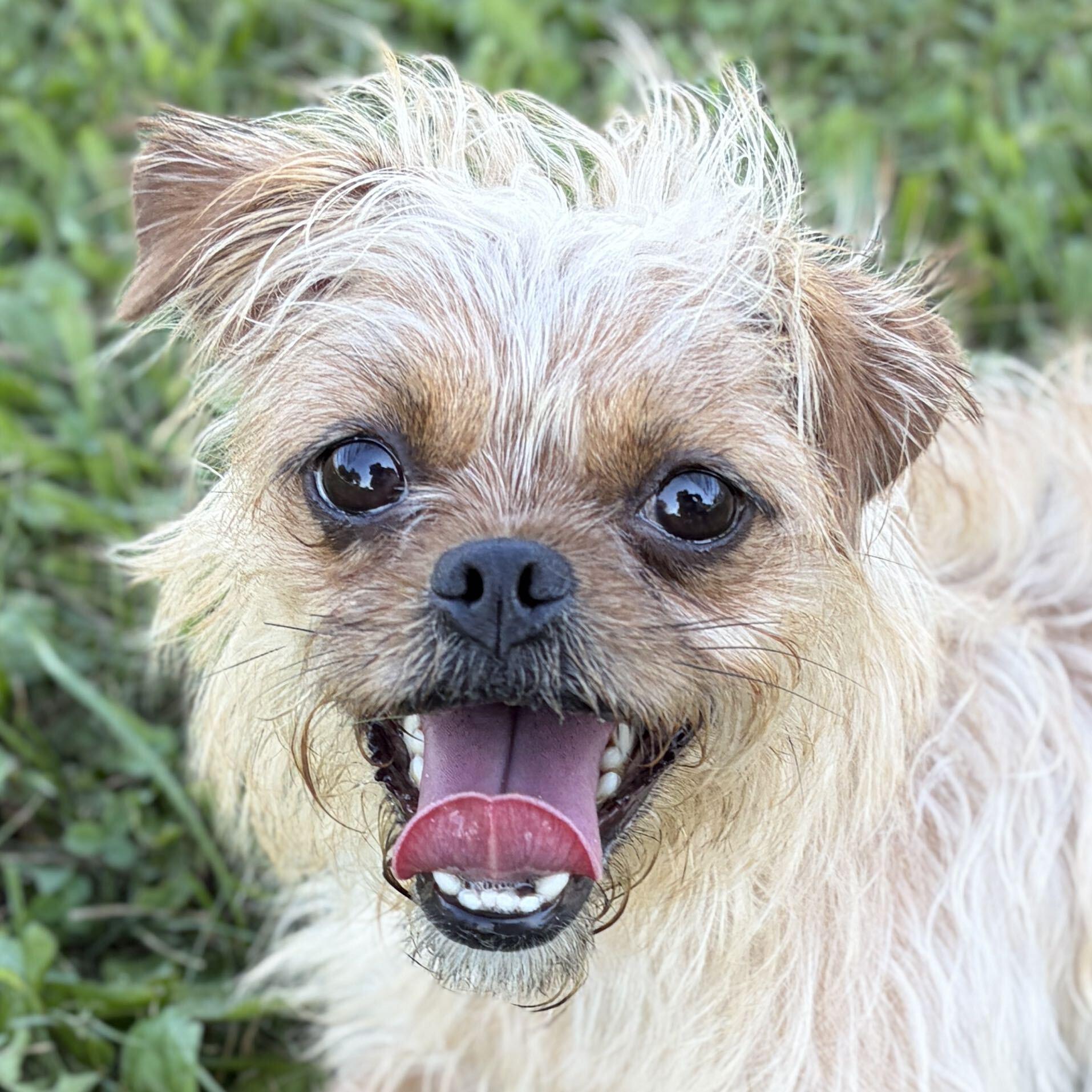 Gretchen, Adoptable, Adult Female Terrier.