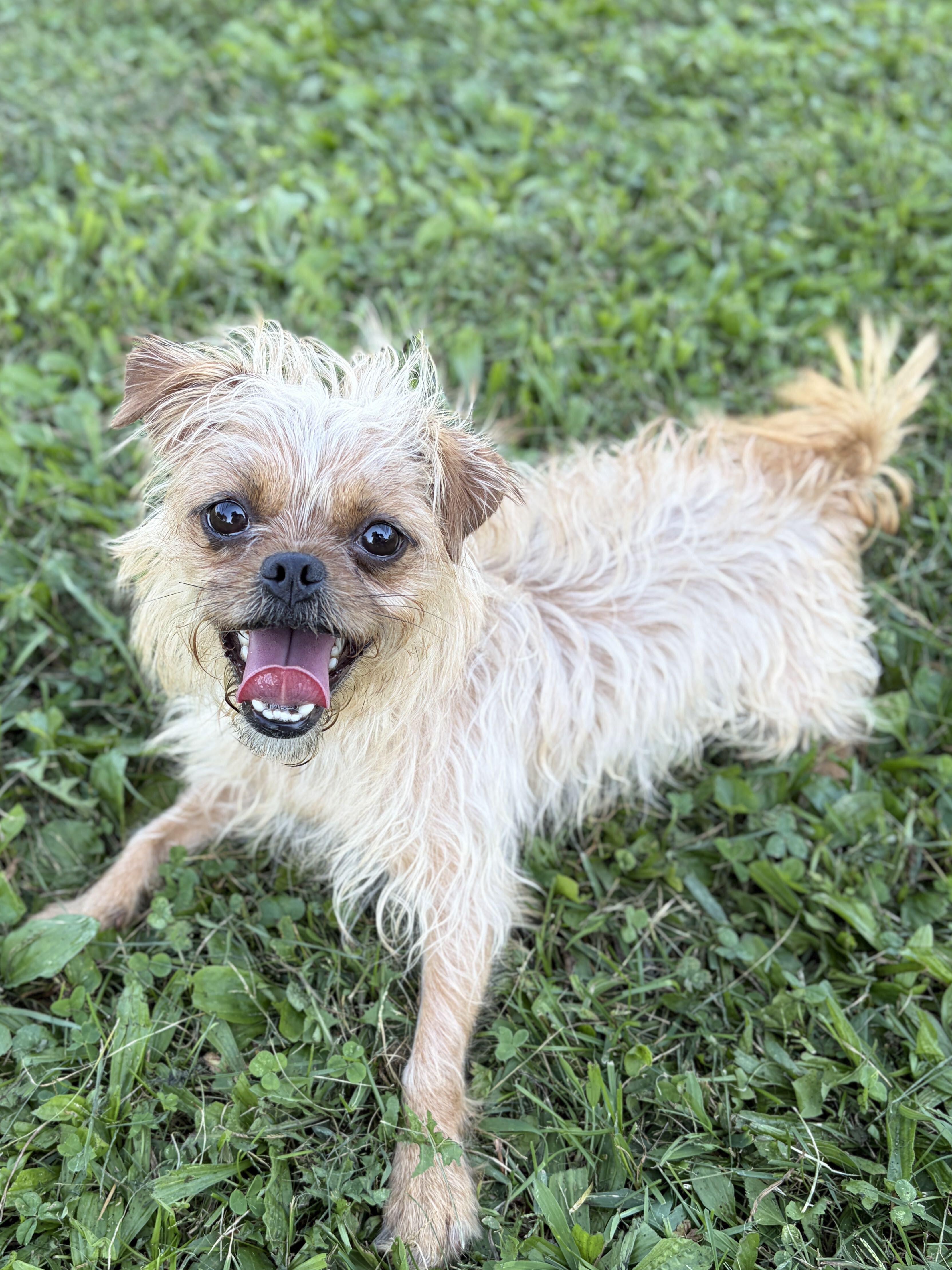 Enlarge Gretchen, a Adoptable mixed breed in Jefferson, WI image 2/2