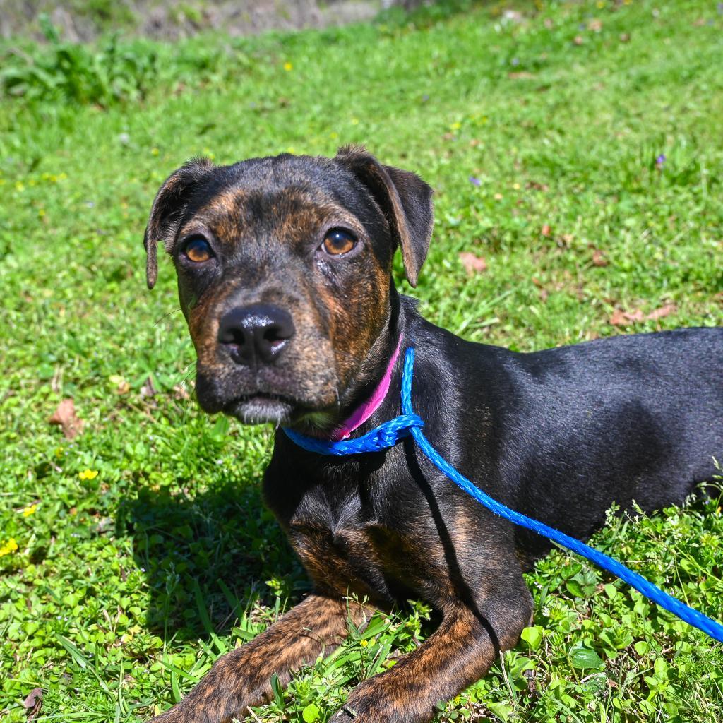 Twinkle, a Adoptable Mixed Breed in Auburn, AL image 1/6