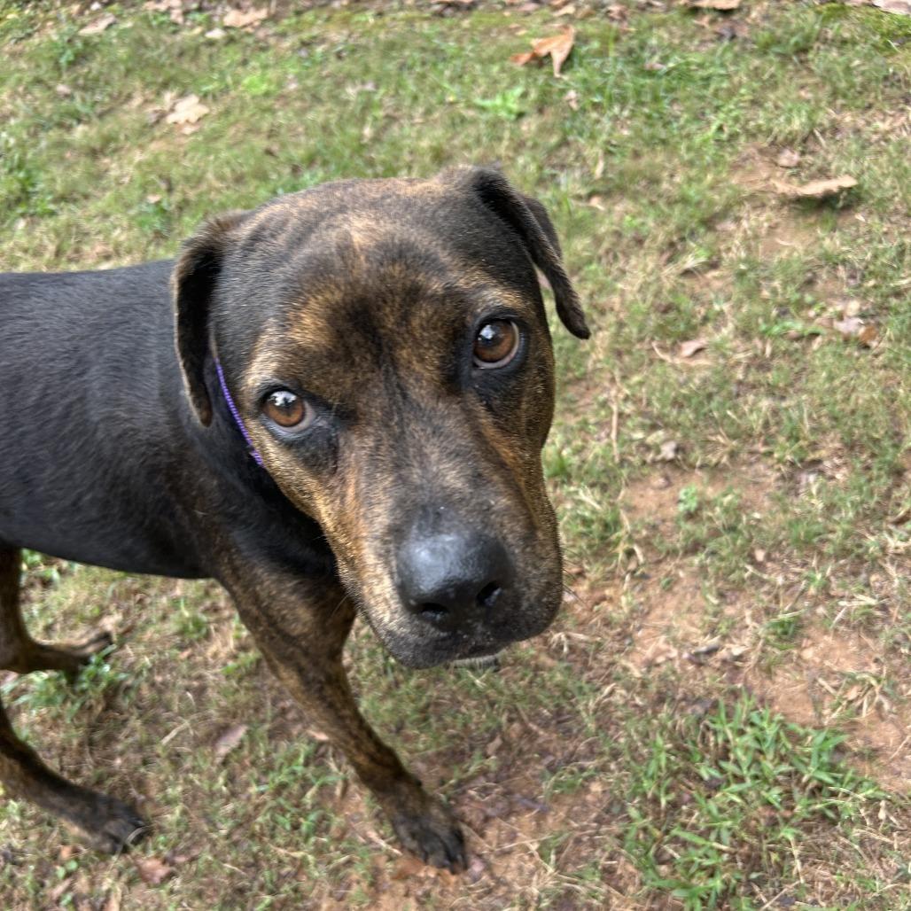 Twinkle, a Adoptable Mixed Breed in Auburn, AL image 2/6
