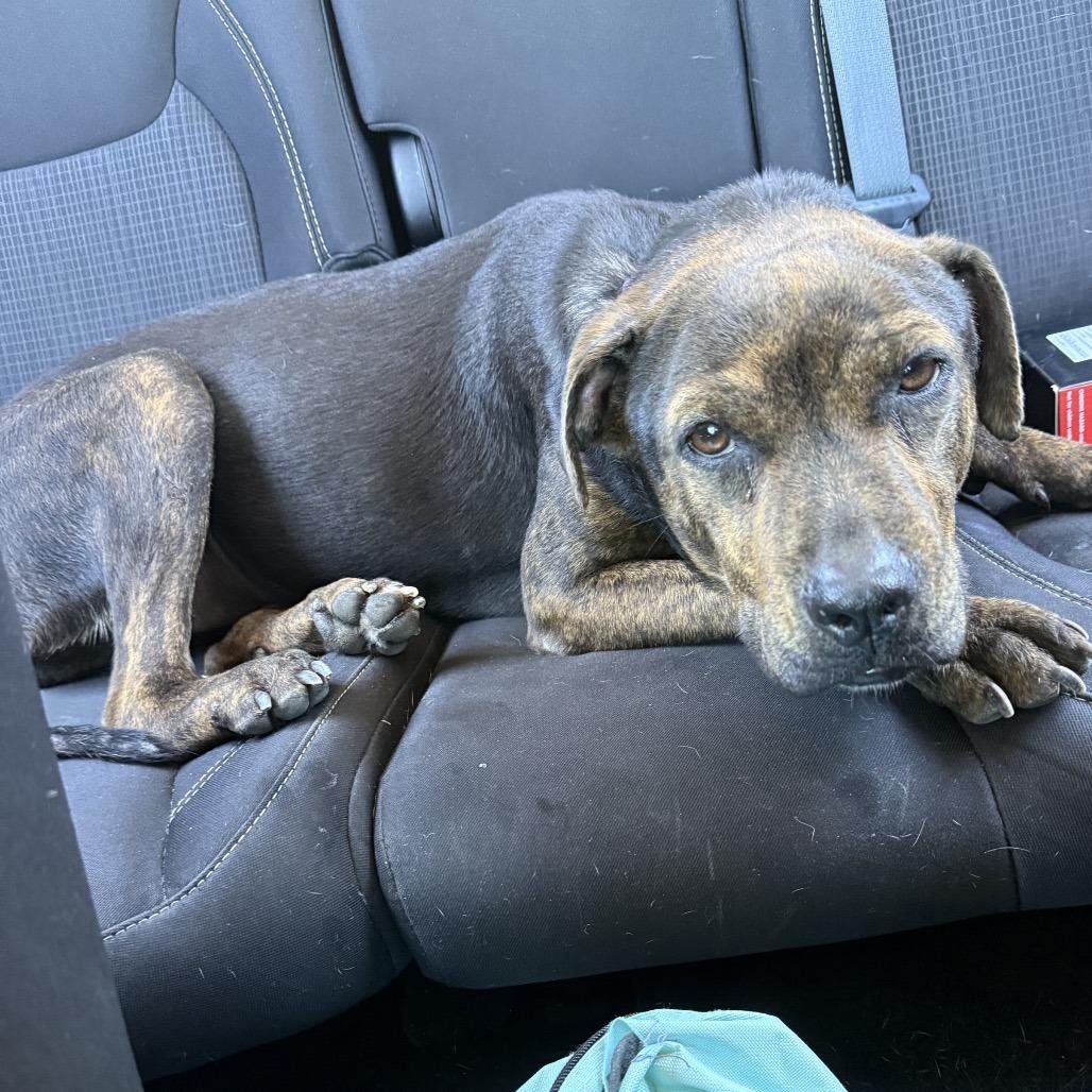 Twinkle, a Adoptable Mixed Breed in Auburn, AL image 4/6