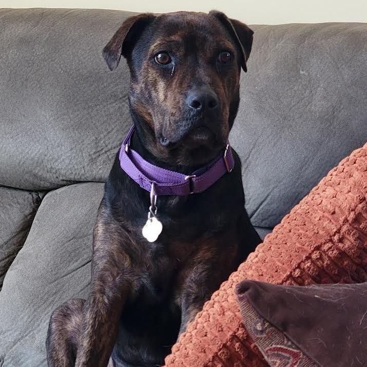 Enlarge Twinkle, a Adoptable Mixed Breed in Auburn, AL image 5/6