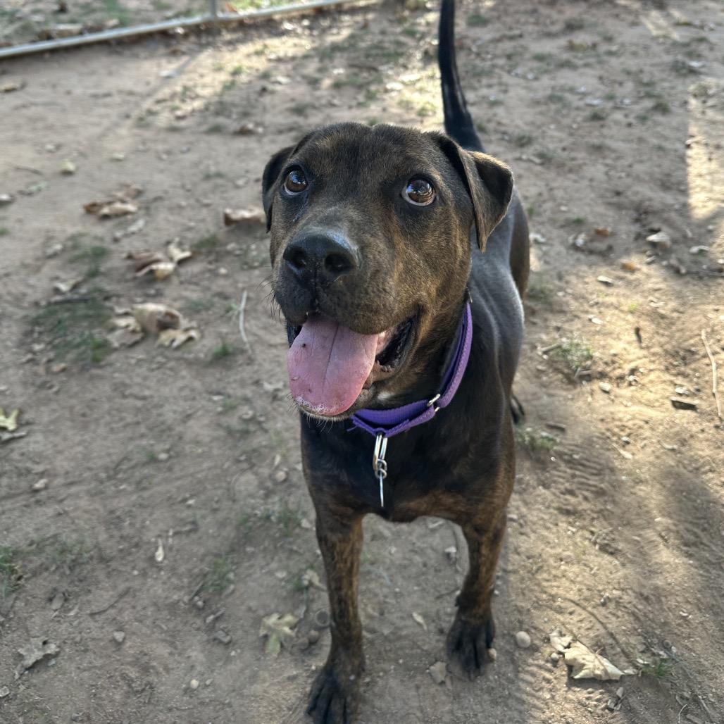 Enlarge Twinkle, a Adoptable Mixed Breed in Auburn, AL image 5/6