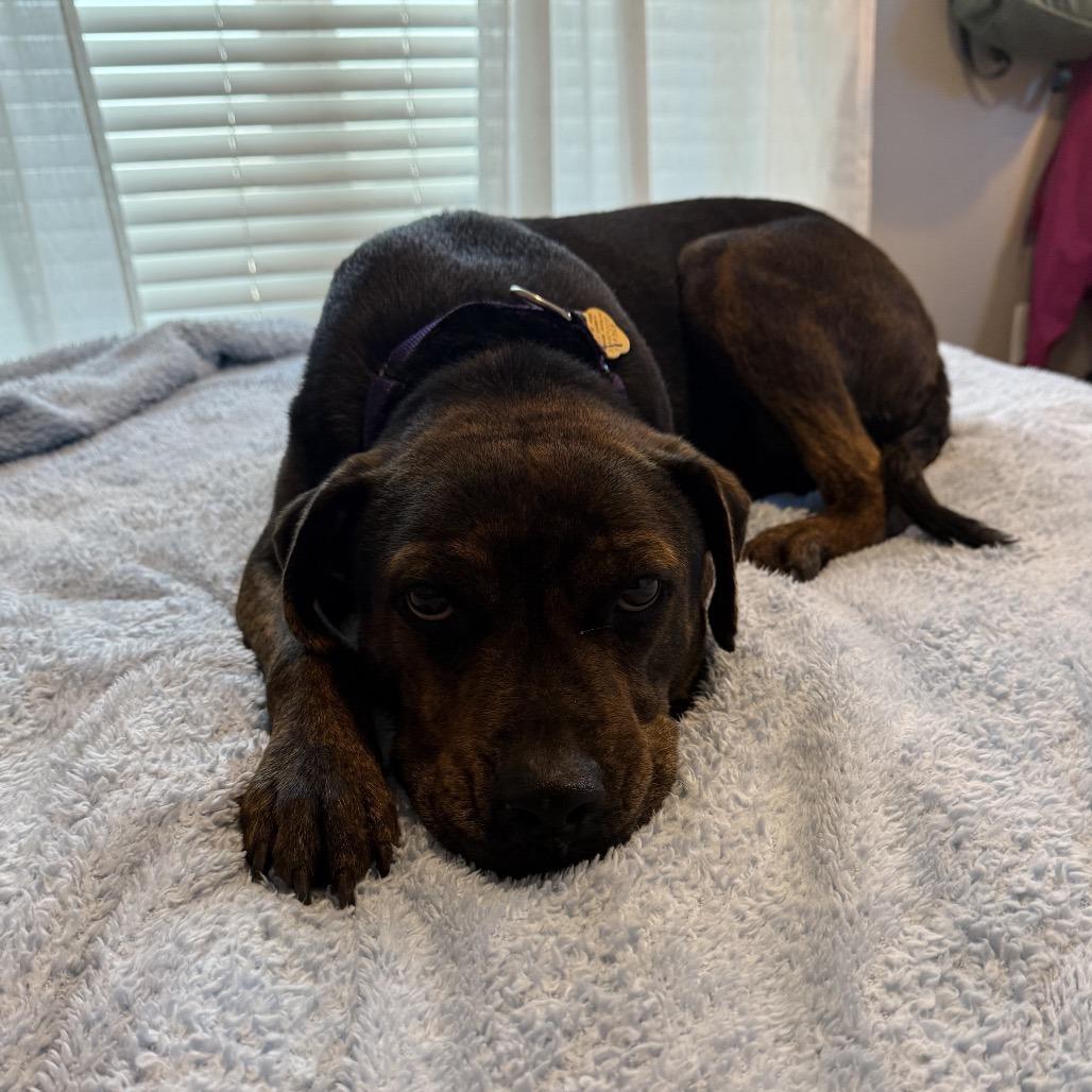 Twinkle, a Adoptable Mixed Breed in Auburn, AL image 6/6