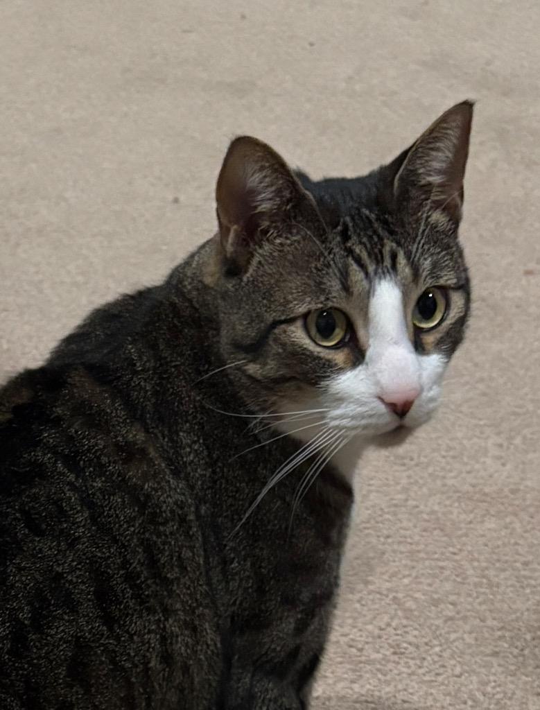 Reggie, Adoptable, Adult Male Domestic Short Hair.