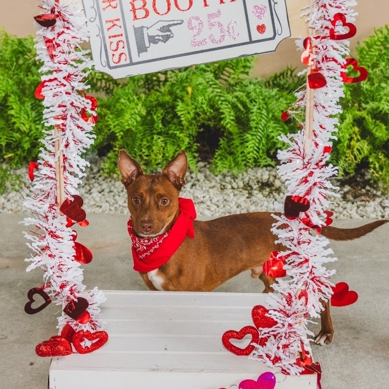 Ollie, Adopted, Young Male Chihuahua.