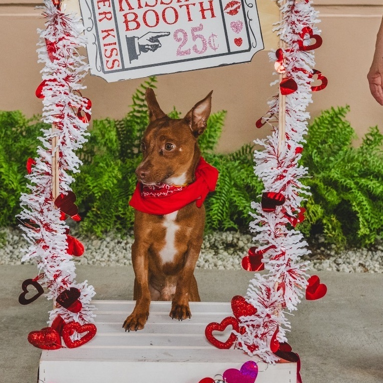 Enlarge Ollie, a Adopted Chihuahua in Pembroke Pines, FL image 2/2