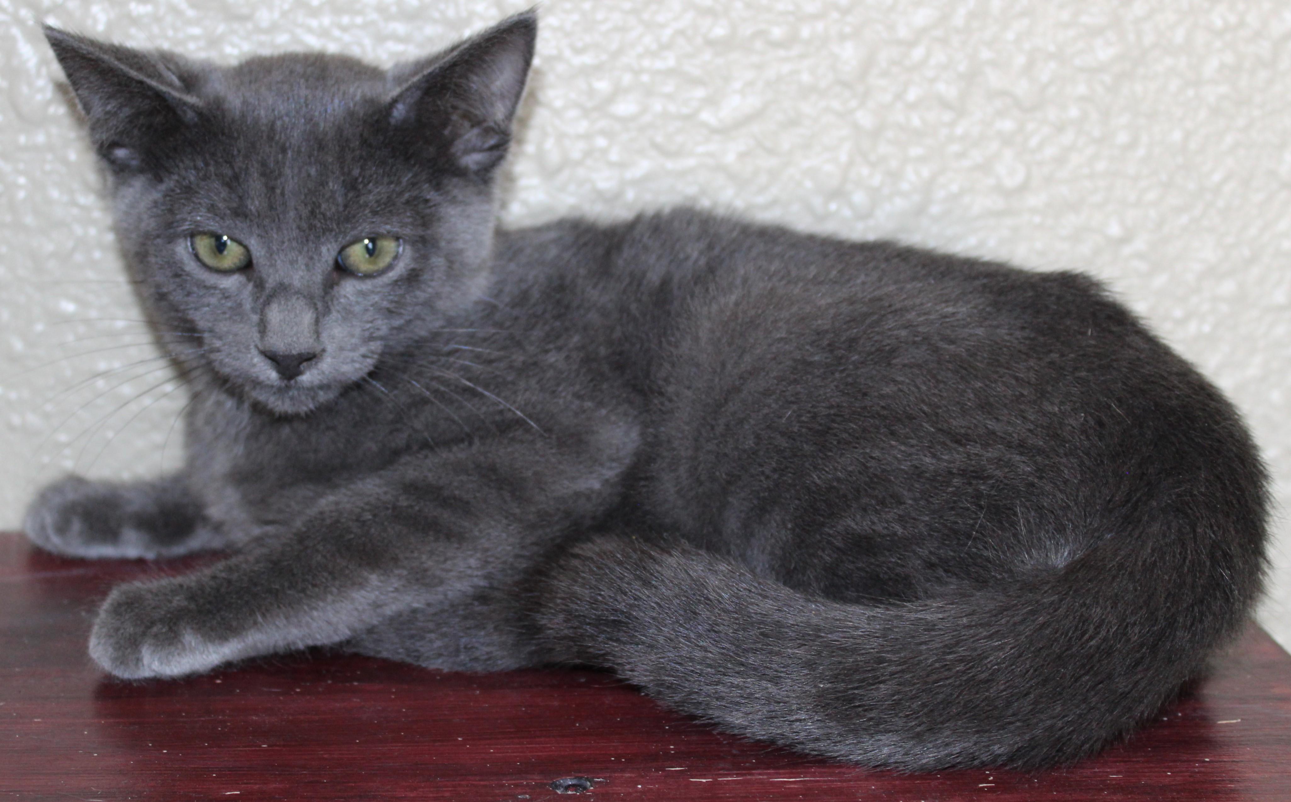 Ashton, an adopted Domestic Short Hair in Huron, SD image 3/6