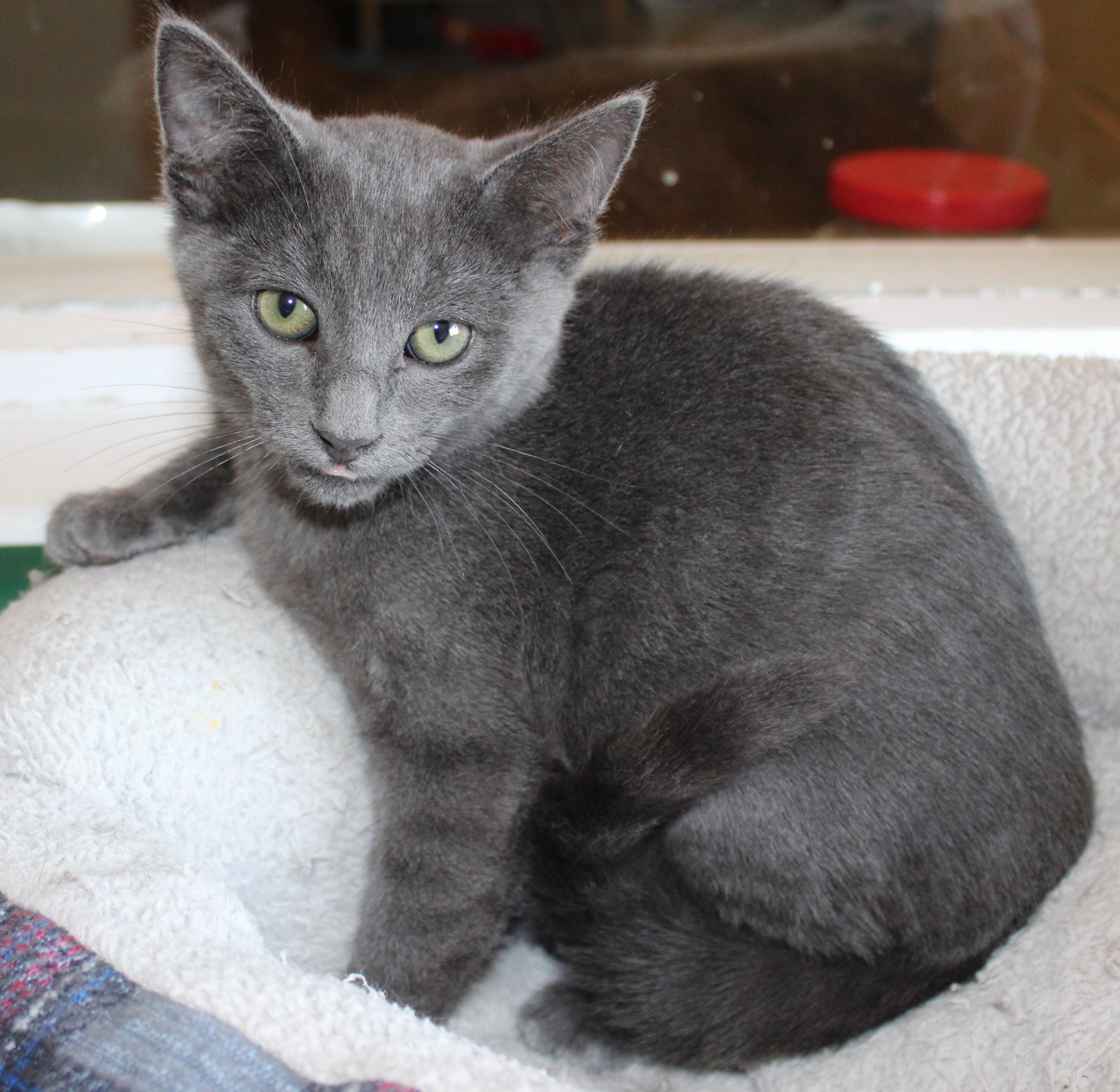 Ashton, adopted, Young Male Domestic Short Hair.
