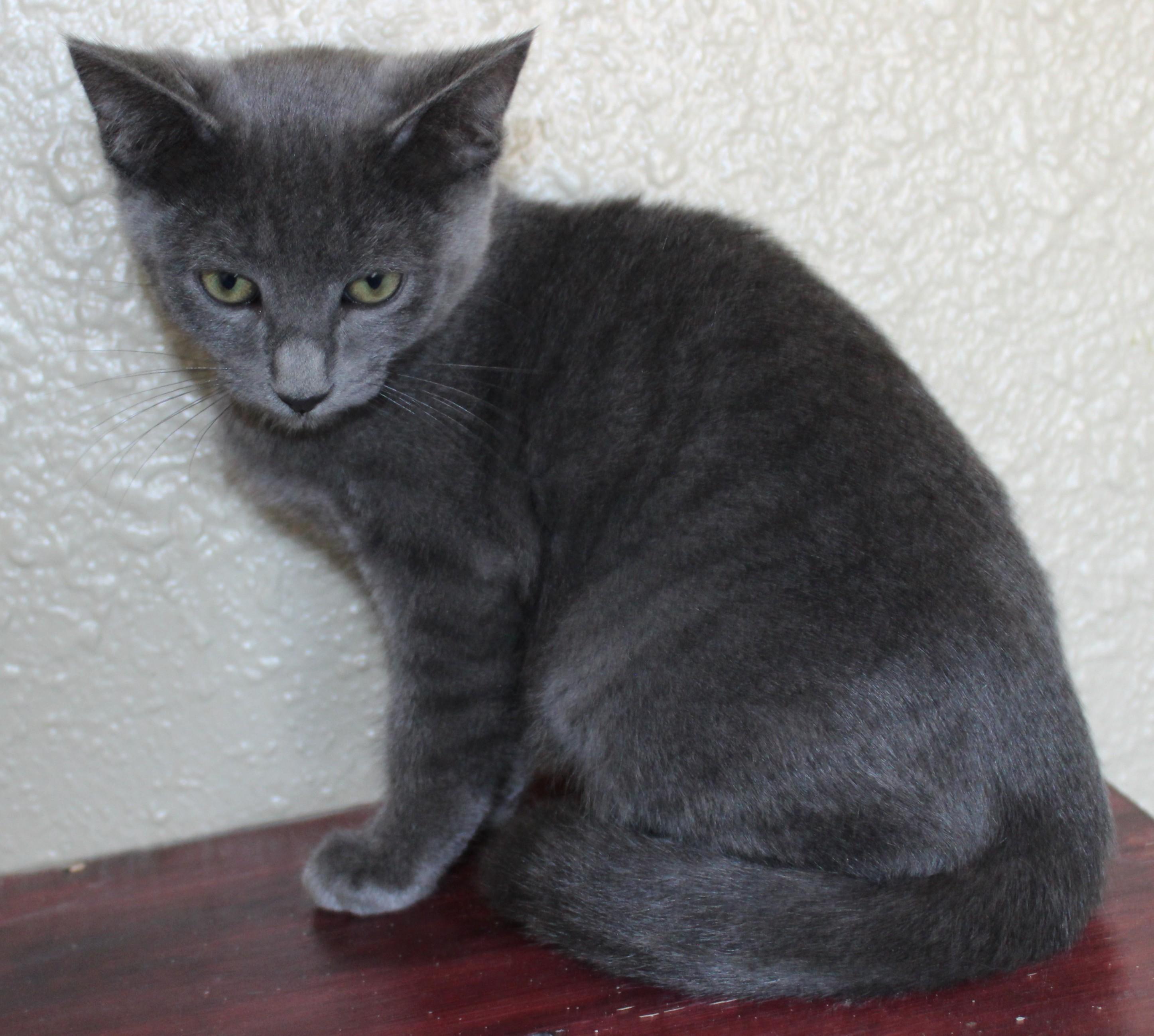 Ashton, an adopted Domestic Short Hair in Huron, SD image 6/6