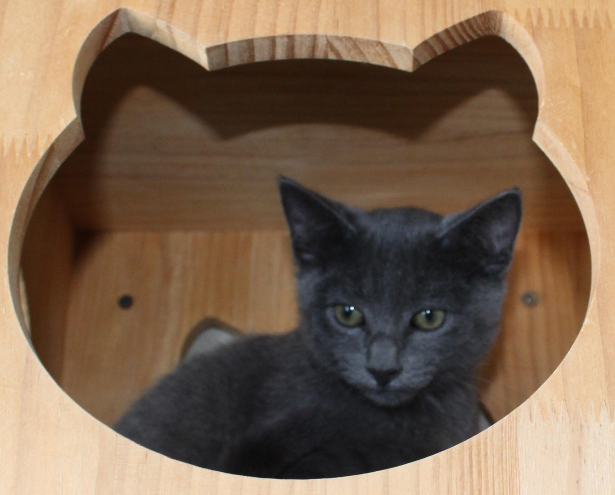 Ashton, an adopted Domestic Short Hair in Huron, SD image 4/6