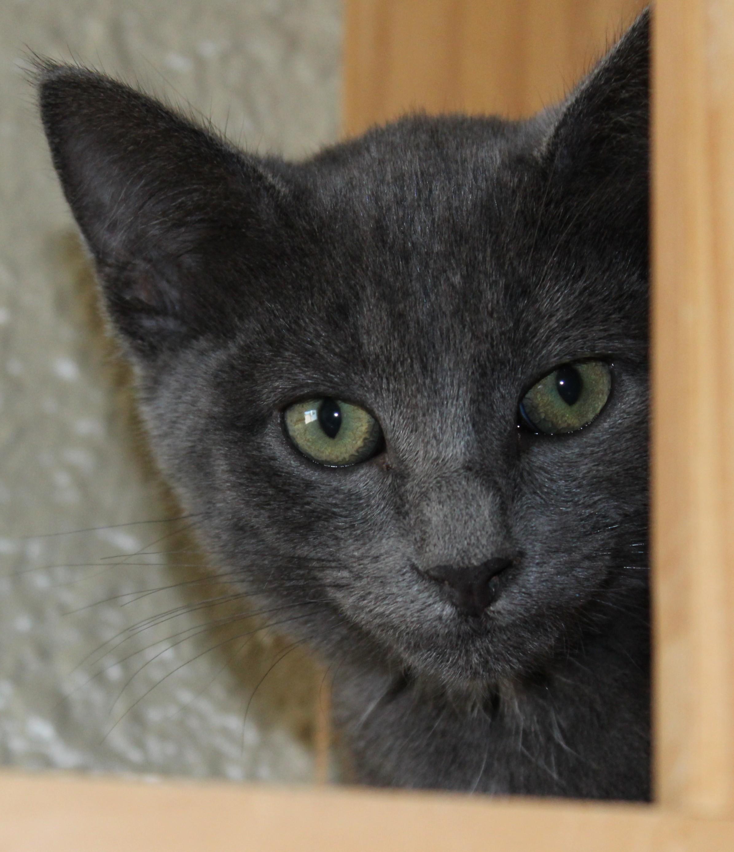 Ashton, an adopted Domestic Short Hair in Huron, SD image 2/6