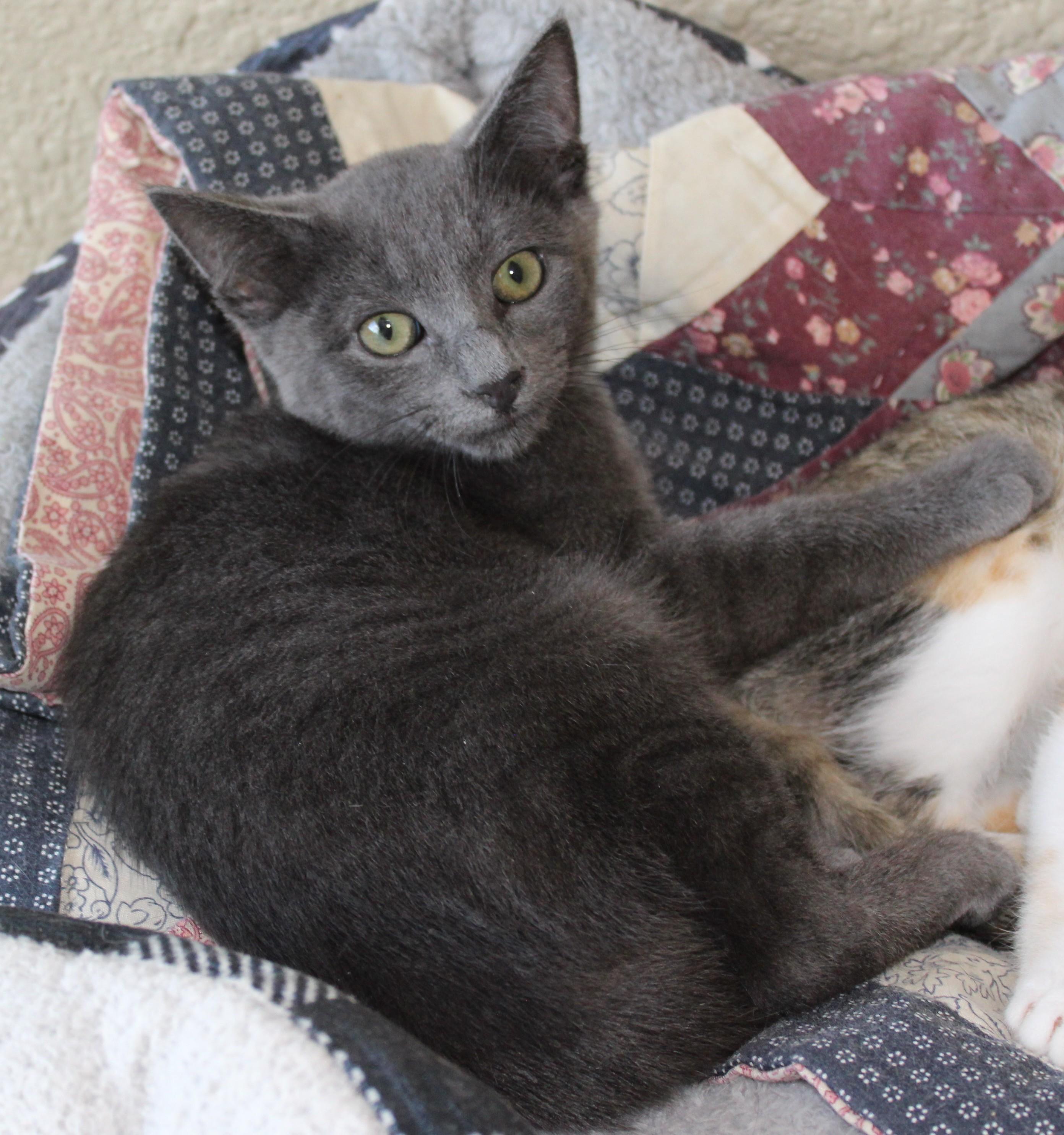 Ashton, an adopted Domestic Short Hair in Huron, SD image 5/6