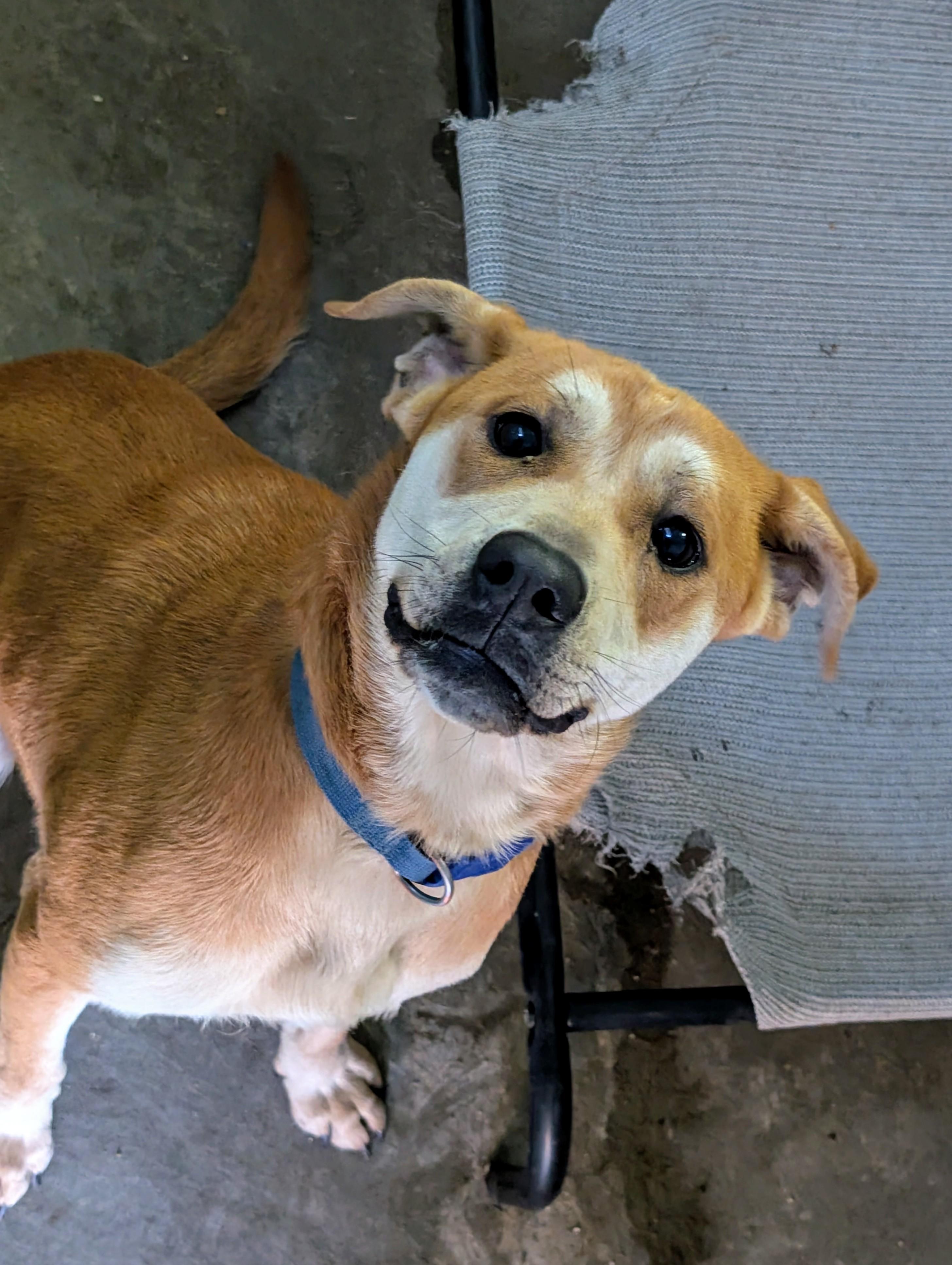 Enlarge Butterscotch, a ADOPTABLE mixed breed in Falls City, NE image 1/1