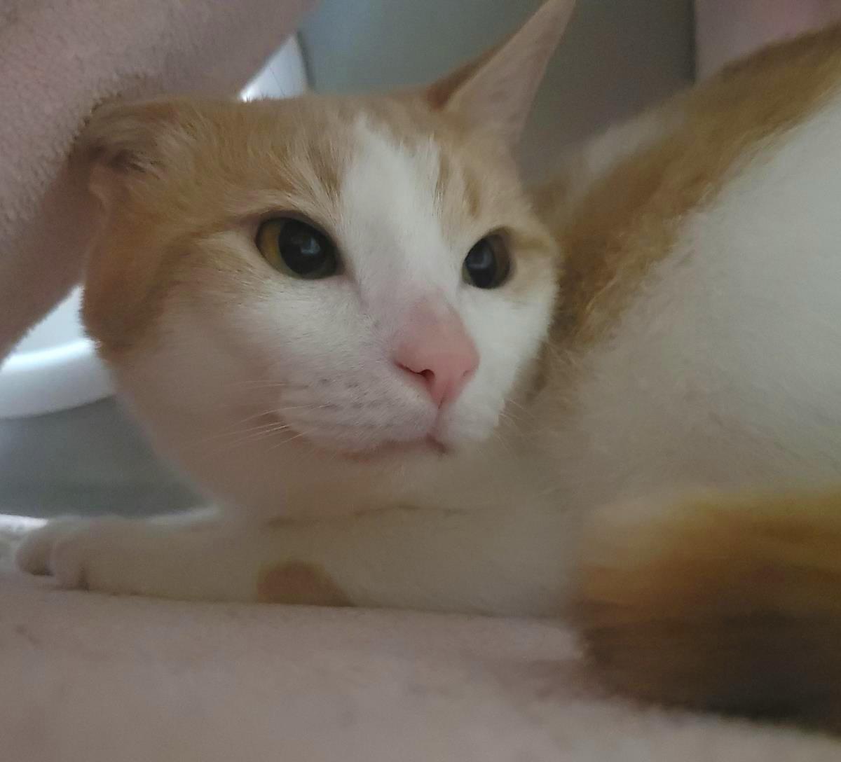 Michigan, Adoptable, Young Male Domestic Short Hair.