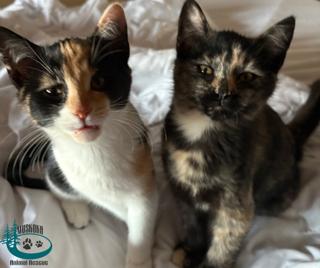 Clara!, Adoptable, Kitten Female Domestic Short Hair.