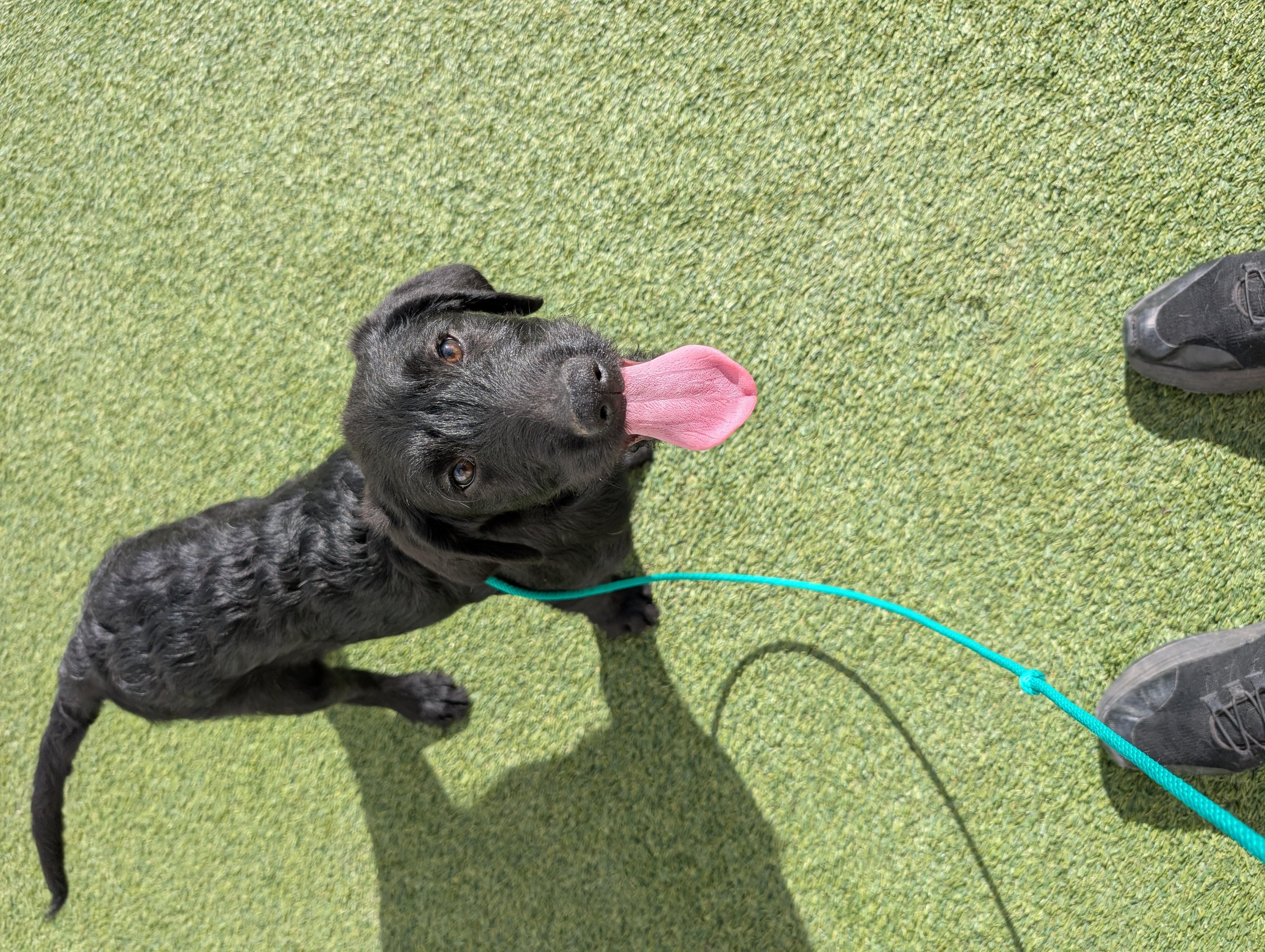 Enlarge Sirius Black, an adopted Labradoodle in Orem, UT image 2/4